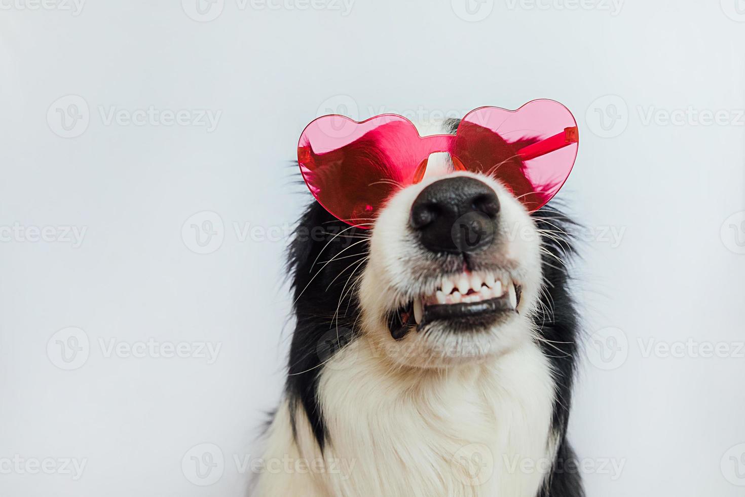 st. concetto di san valentino. divertente cucciolo di cane border collie in rosso a forma di cuore occhiali isolati su sfondo bianco. adorabile cane innamorato che celebra San Valentino. cartolina d'amore malata d'amore. foto