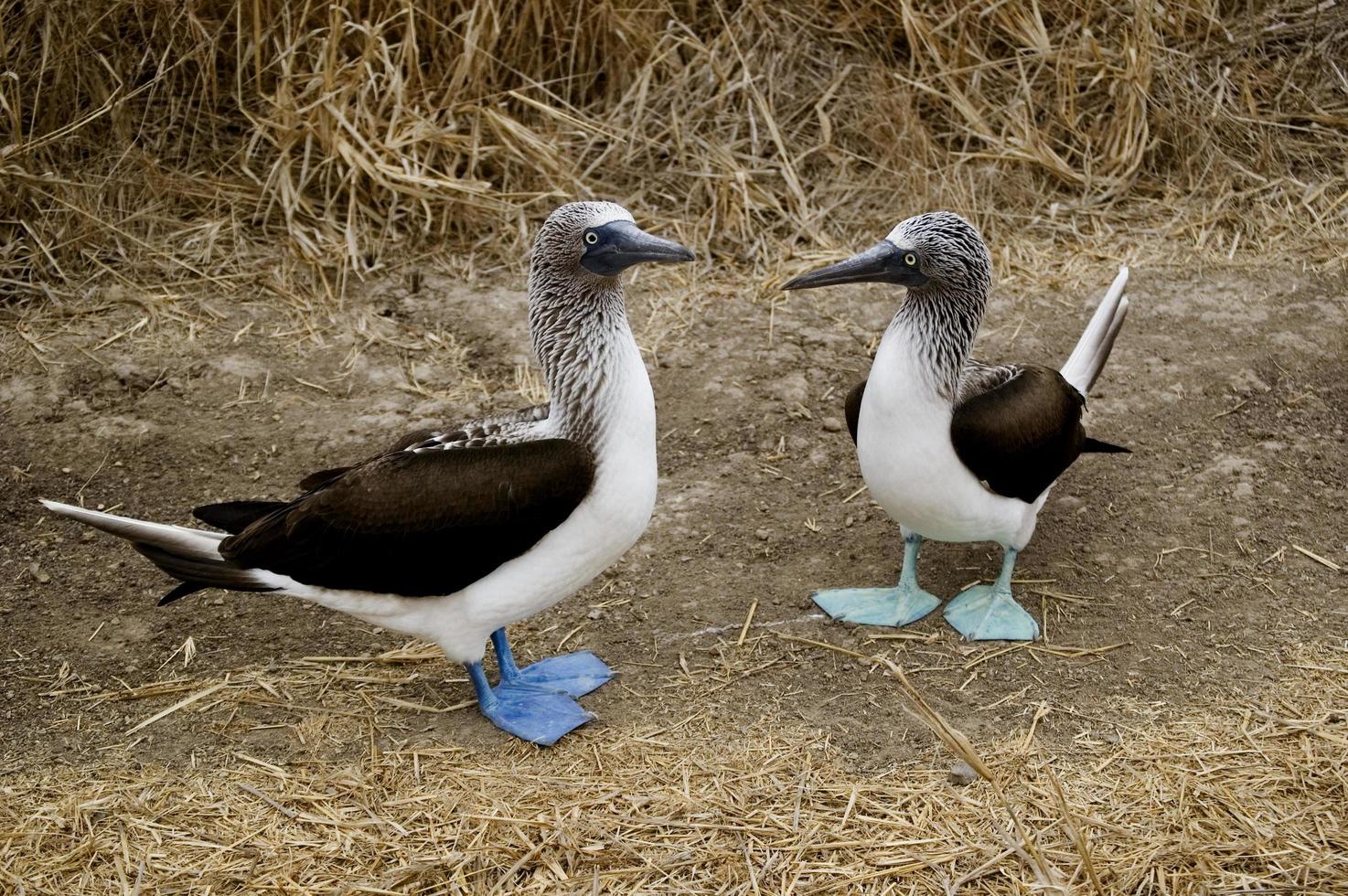 coppia di dai piedi azzurri tonto nel argento isola, ecuador foto