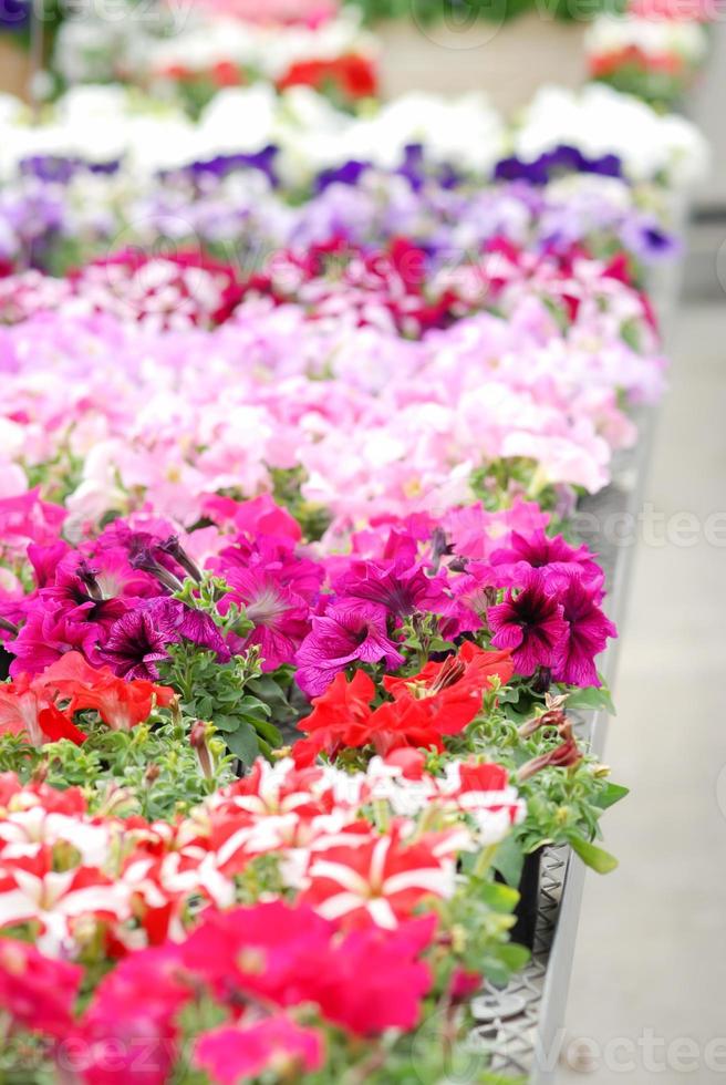 petunie nel vassoio, petunia nel vaso, petunia bianca sulla sedia di legno foto