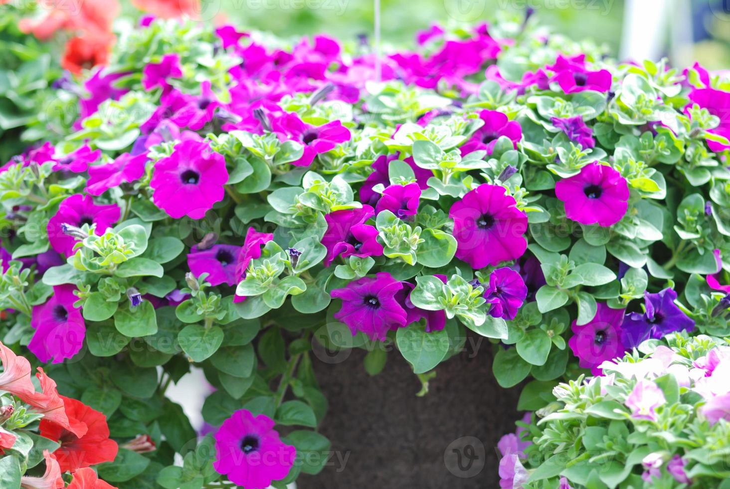 petunia, petunie nel vassoio, petunia nel piatto foto