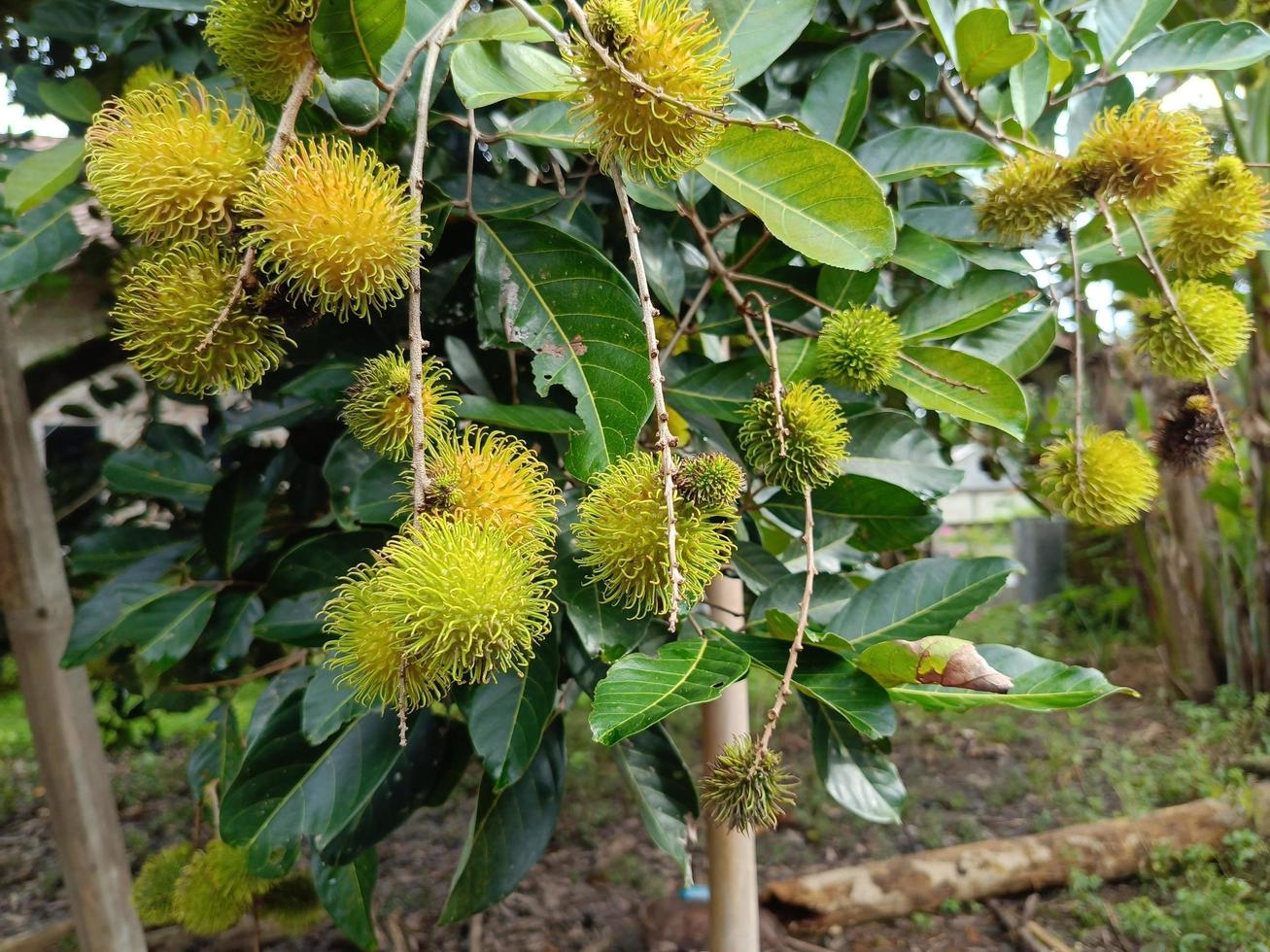 verde acerbo rambutan frutta su un' albero in crescita nel il giardino. fresco frutta piantagione sfondo. foto