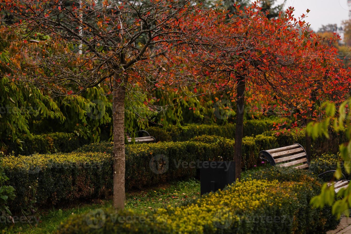 panchine In piedi nel il autunno parco durante il giorno foto