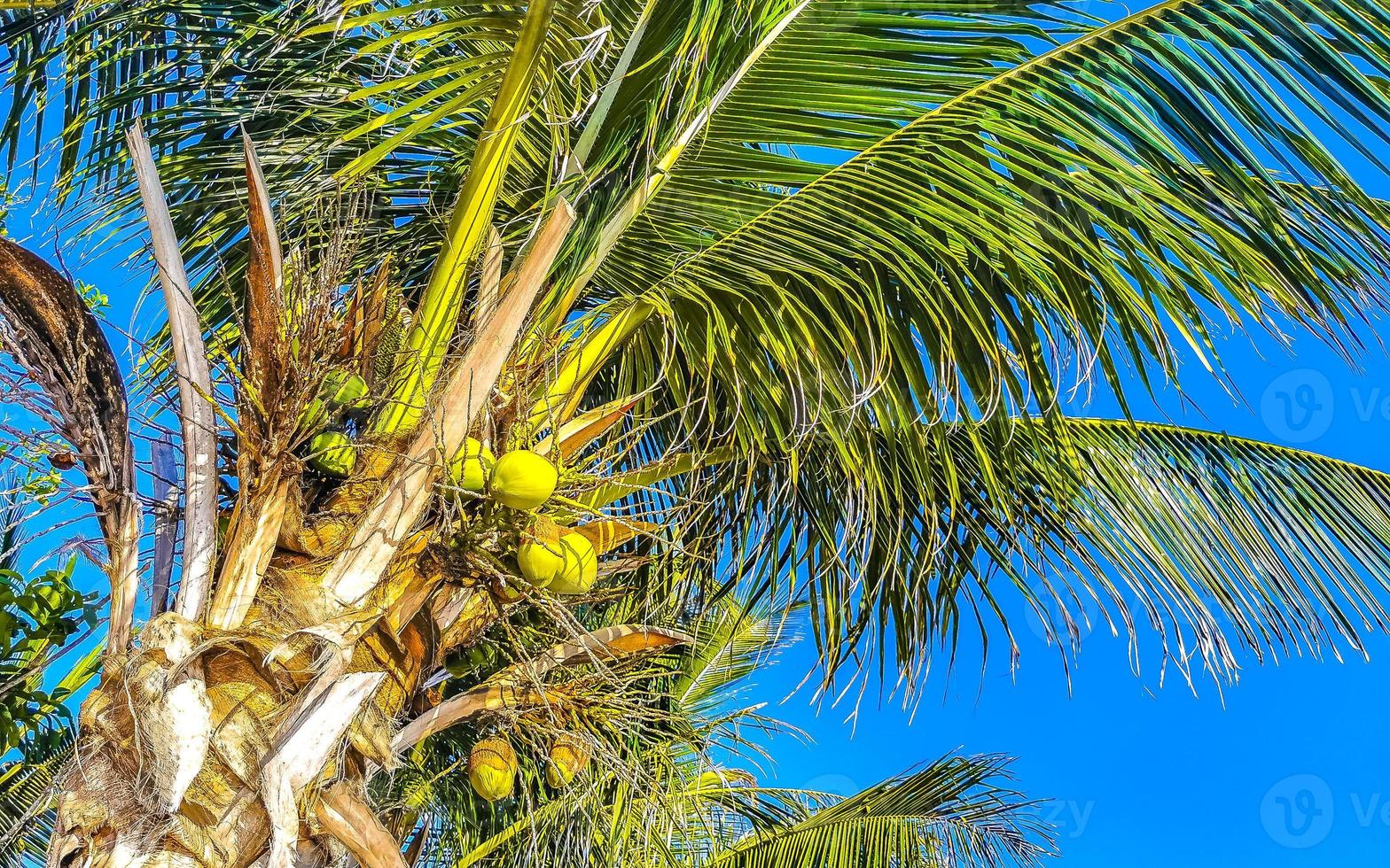 tropicale naturale palma albero noci di cocco blu cielo nel Messico. foto