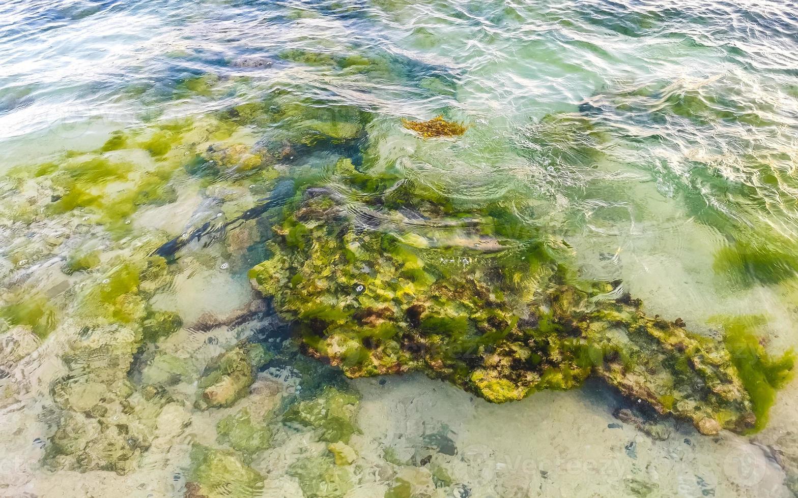 pietre rocce coralli turchese verde blu acqua su spiaggia Messico. foto