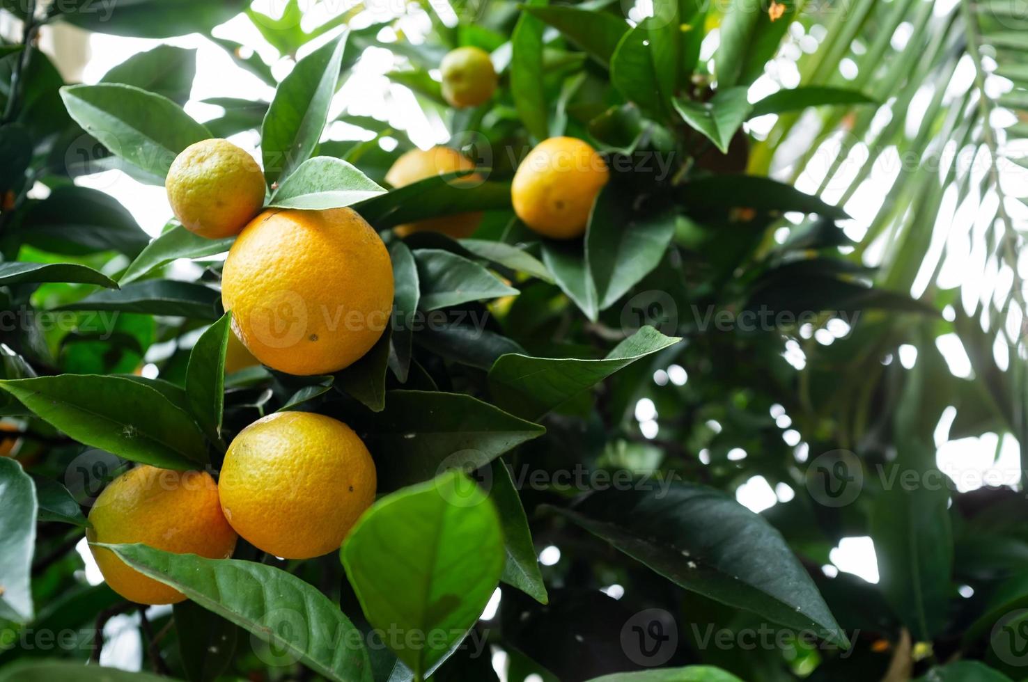 dolce arance o agrume sinensis su un' ramo nel verde fogliame, contro un' sfondo di un' palma foglie, nel un' serra. foto