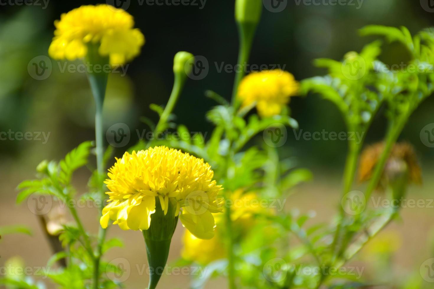 campo calendula giallo fiore fioritura e morbido leggero sfondo foto