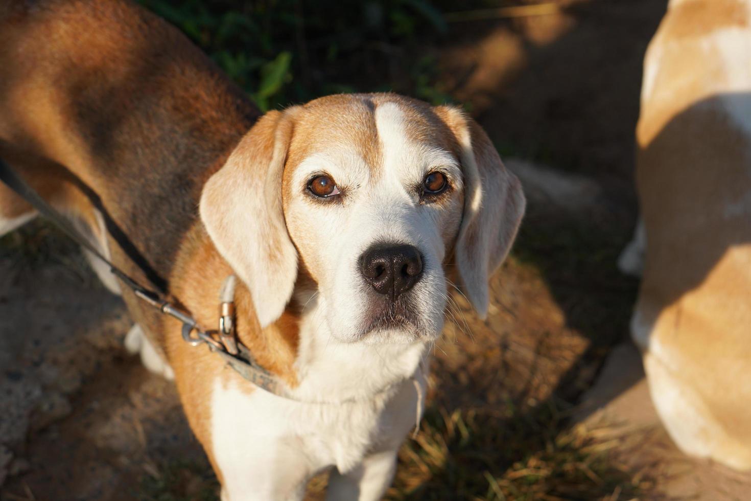 cane aspettato per il proprietario nel davanti di il Casa. foto