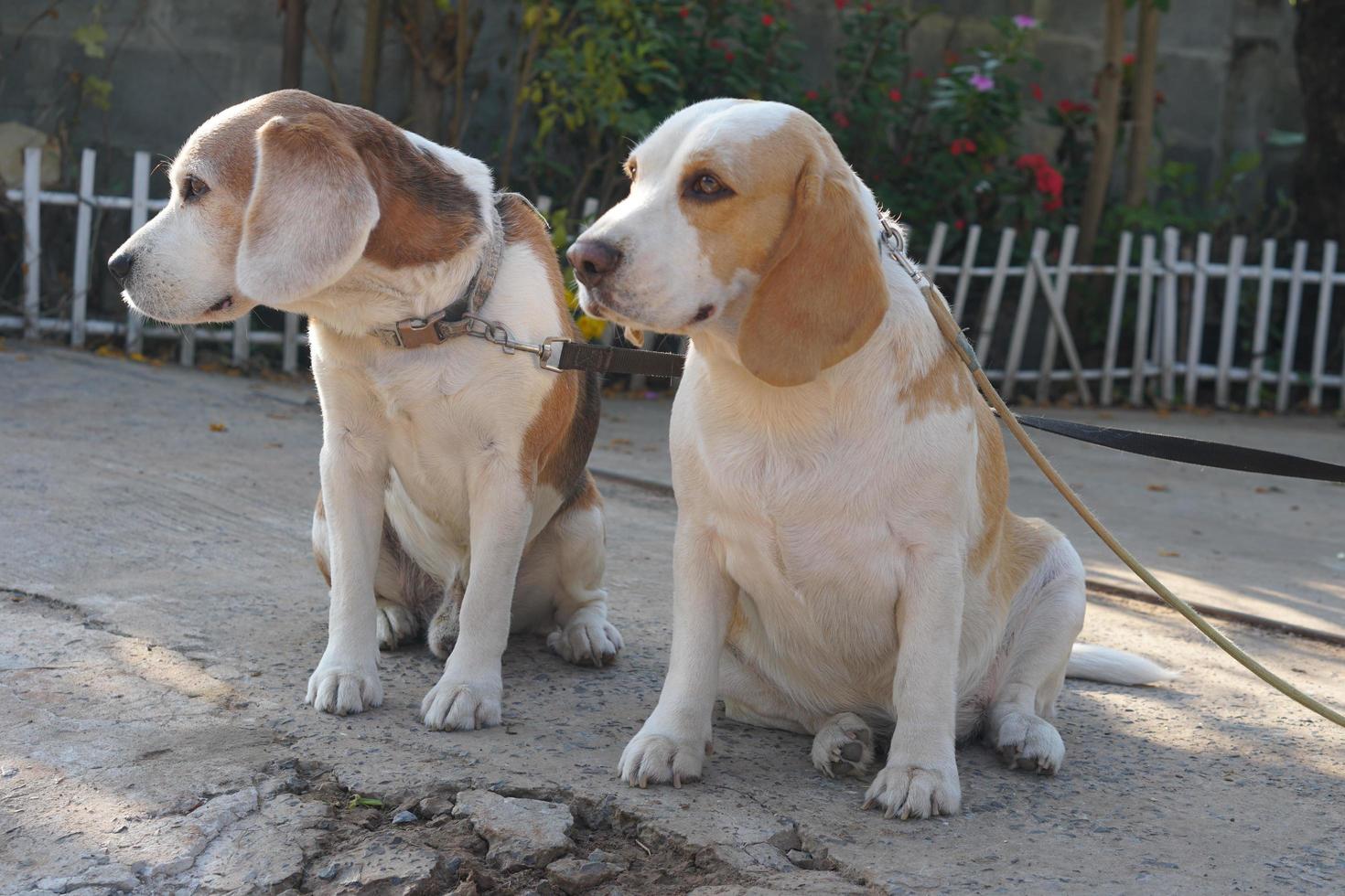 cane aspettato per il proprietario nel davanti di il Casa. foto