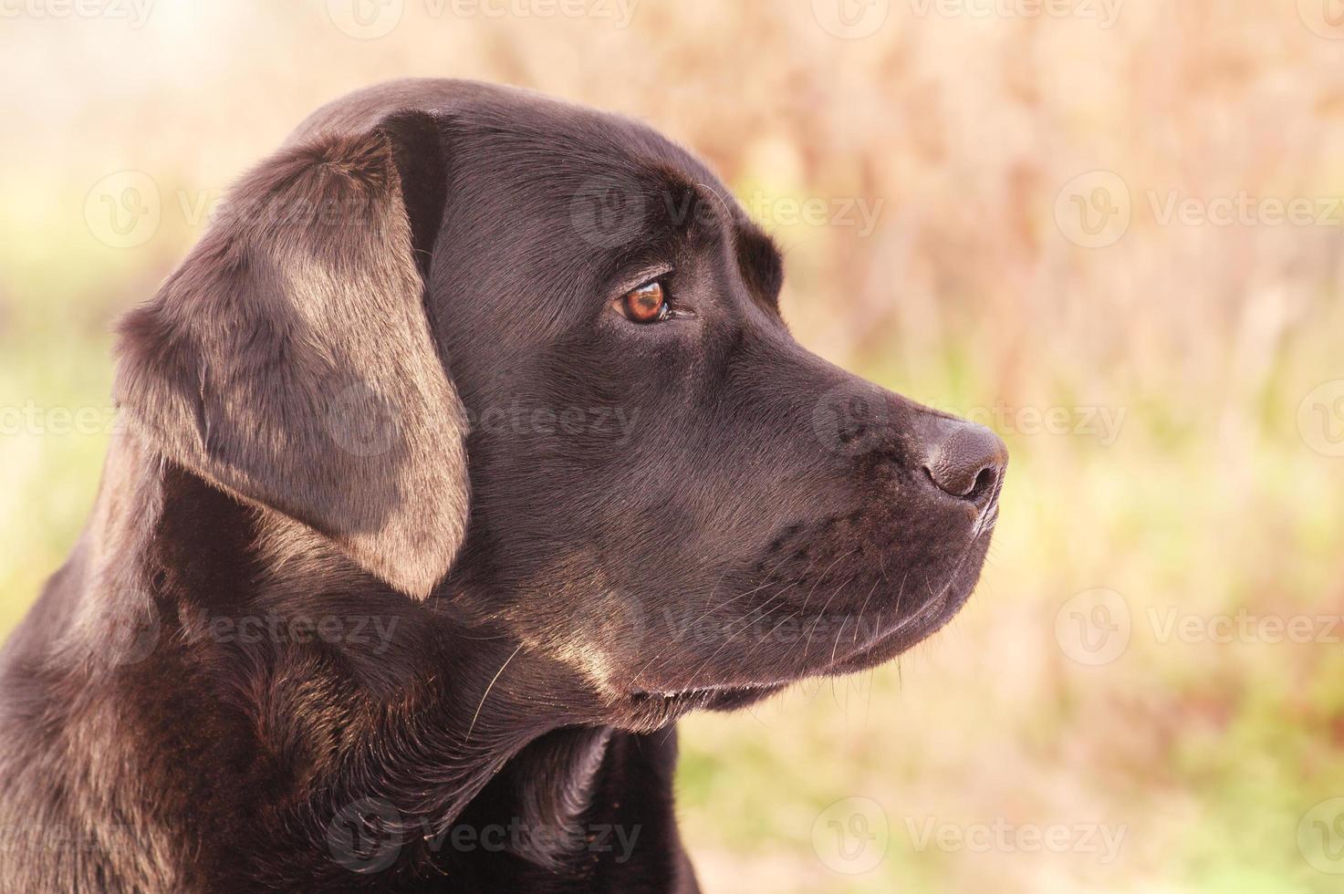 profilo di un' labrador cane da riporto cane su un' verde sfondo. bellissimo giovane cane. animale, animale domestico. foto