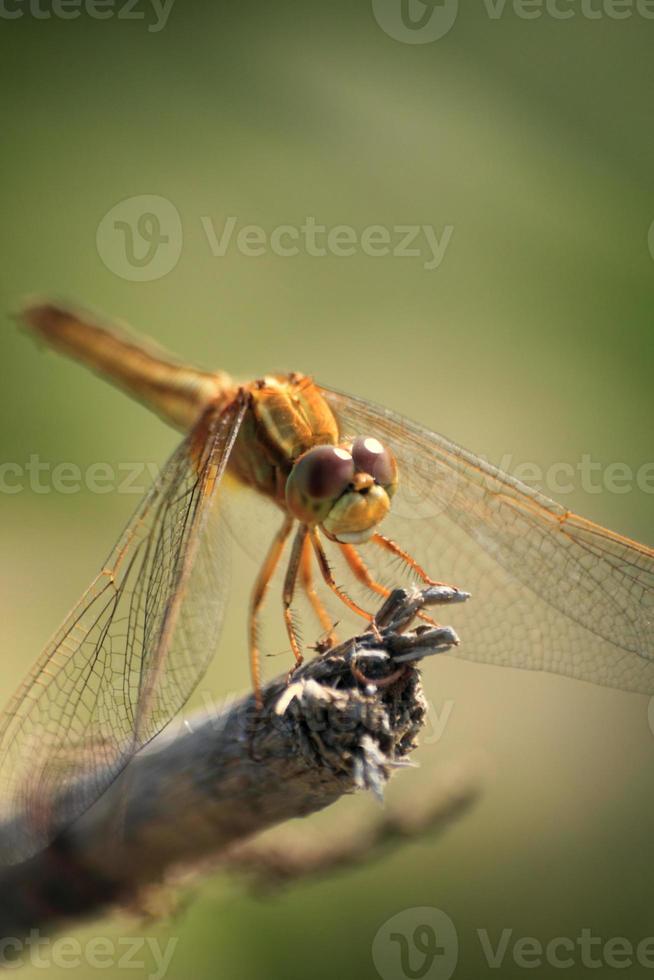 un' giallo libellula arroccato su il erba isolato. raffica di vento teste e code ondeggiante nel il vento su un' piccante, soleggiato giorno nel un' canale. foto