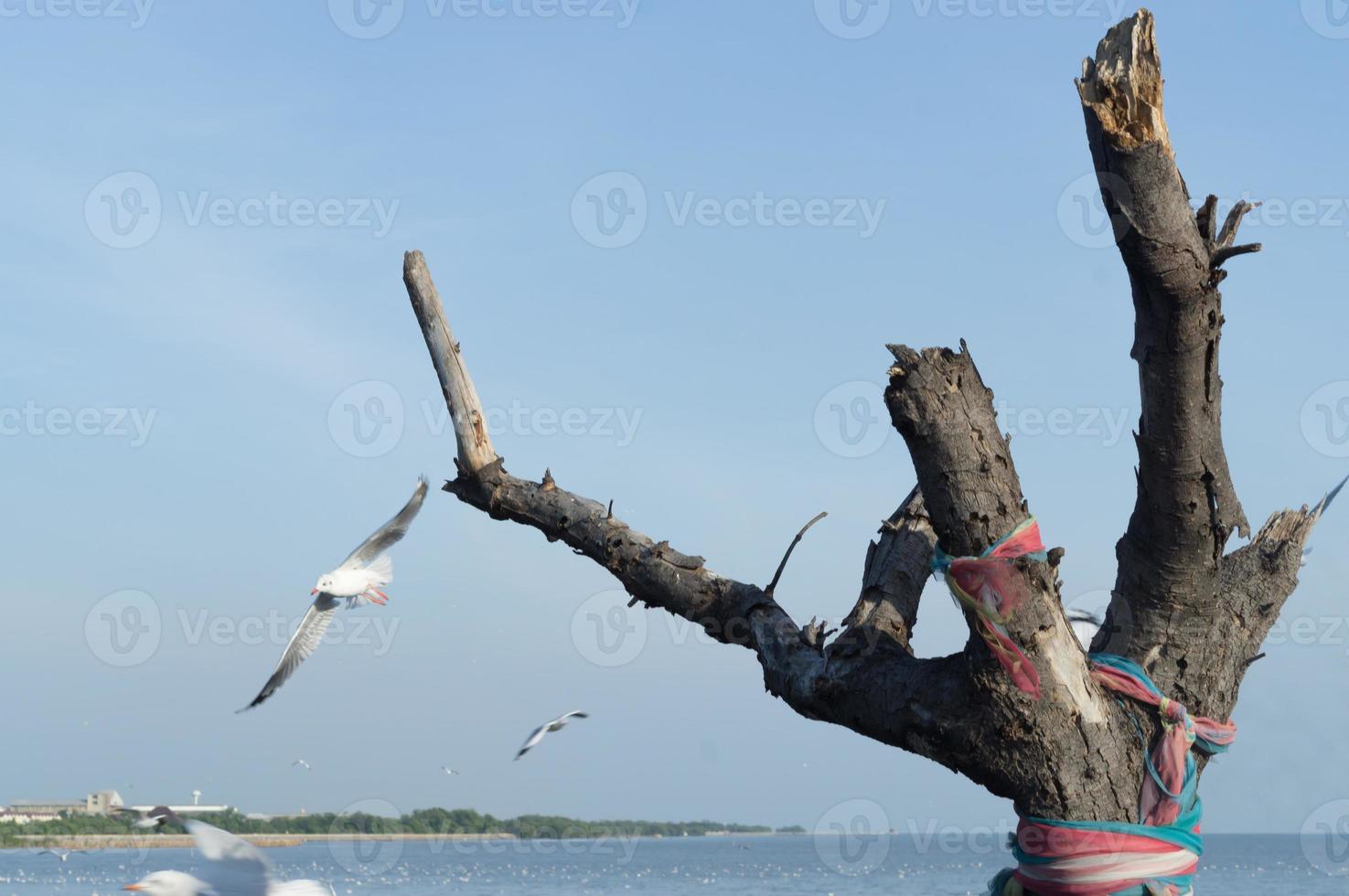 strano morto albero rami contro bellissimo blu cielo e volante gabbiani a bangpu mare, samutprakarn, Tailandia foto