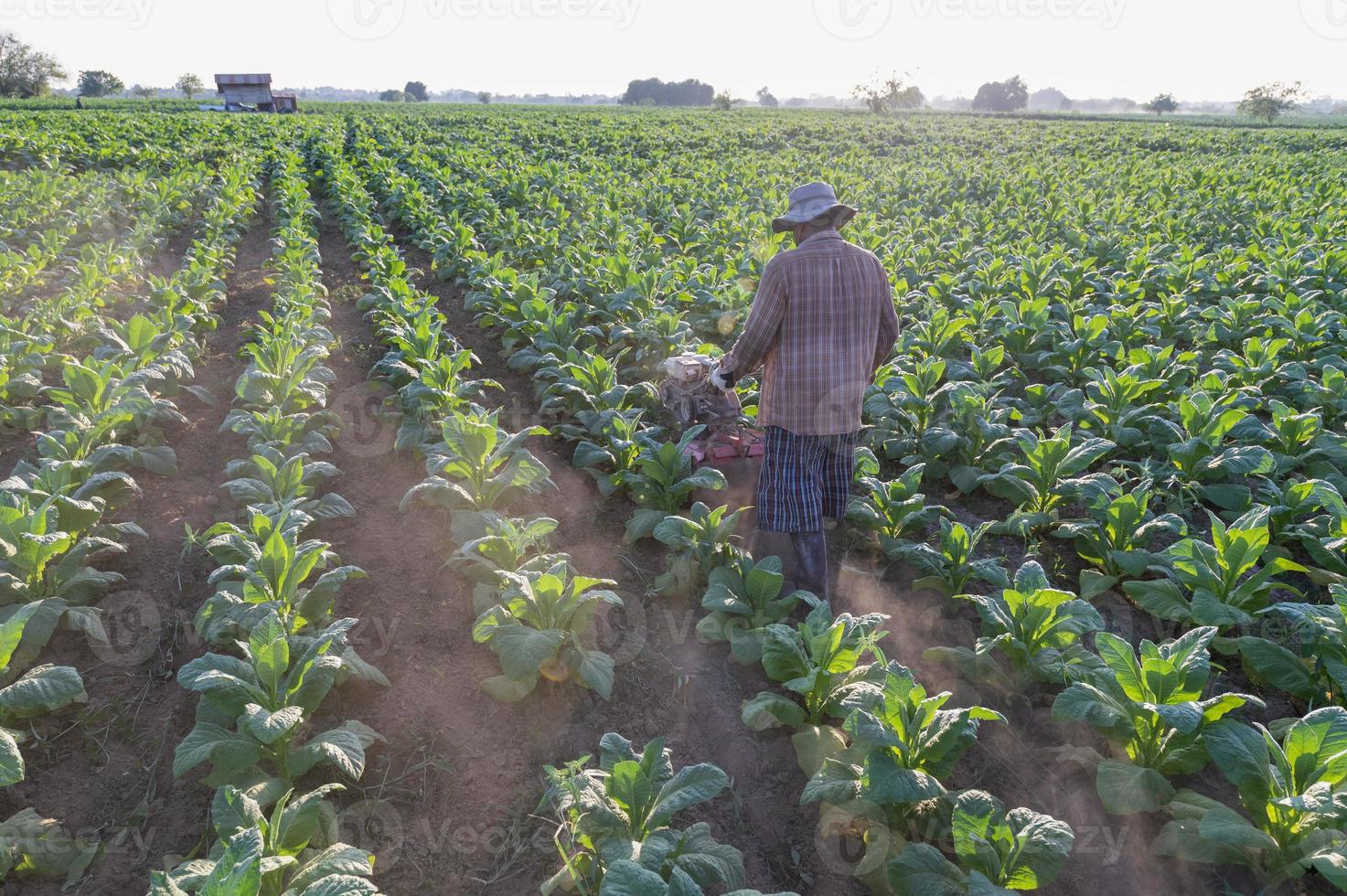 tabacco azienda agricola lavoratore, uomo aratura il tabacco campo con un' timone per preparare il suolo per semina, timone foto