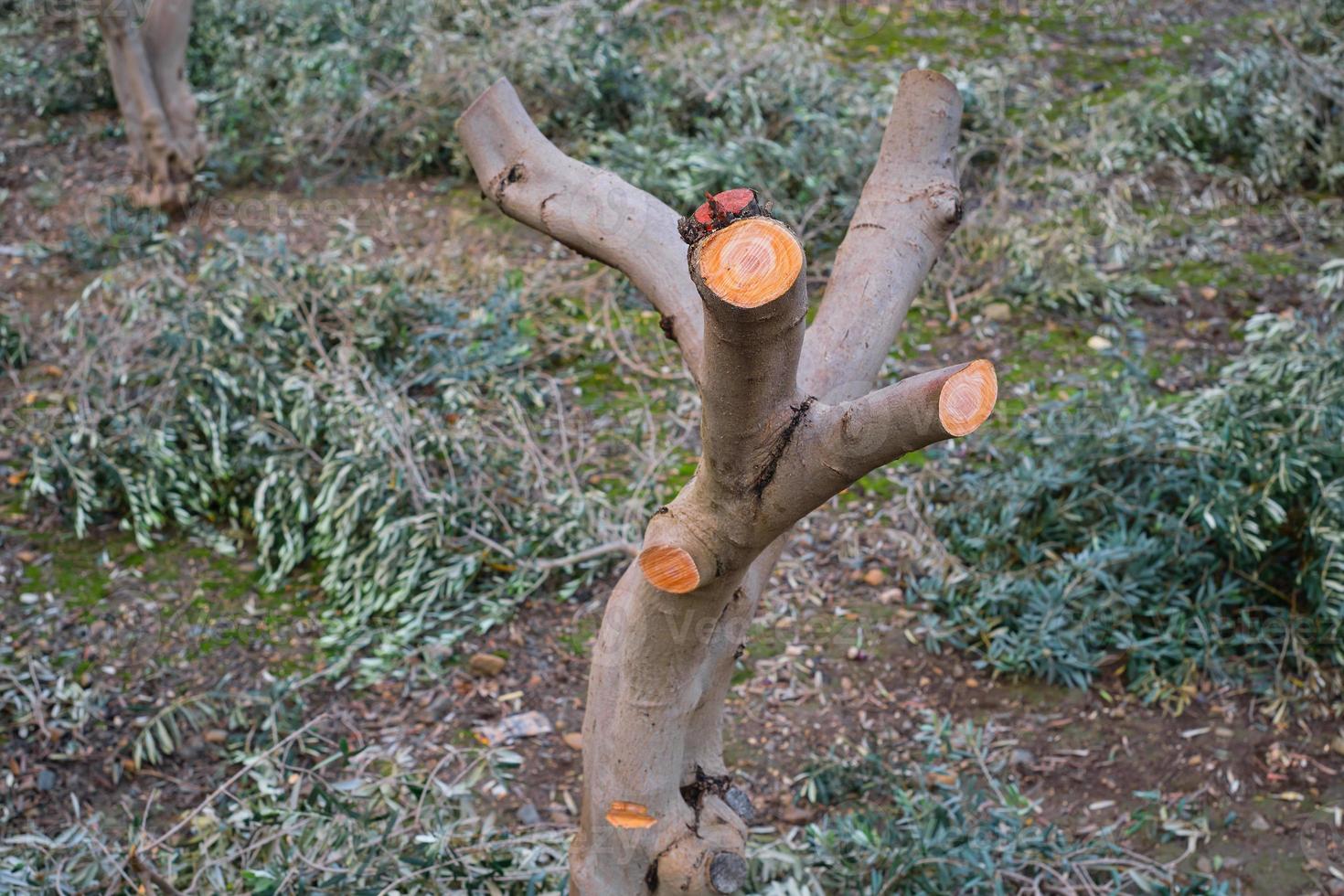 rifilato oliva albero tronco, messa a fuoco su rifilato oliva tronco, cura per frutteto e piantagione frutta alberi, crescente rendimenti, di stagione opera foto