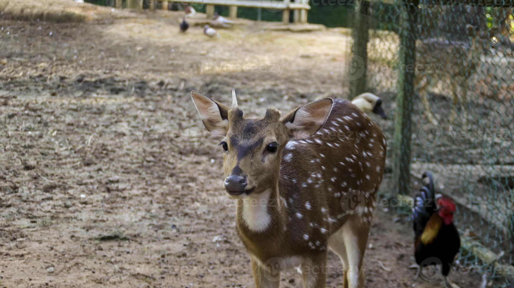 giovane chital cervo o imbroglione cervo o macchiato cervo o asse cervo nel il natura Riserva o zoo parco. foto