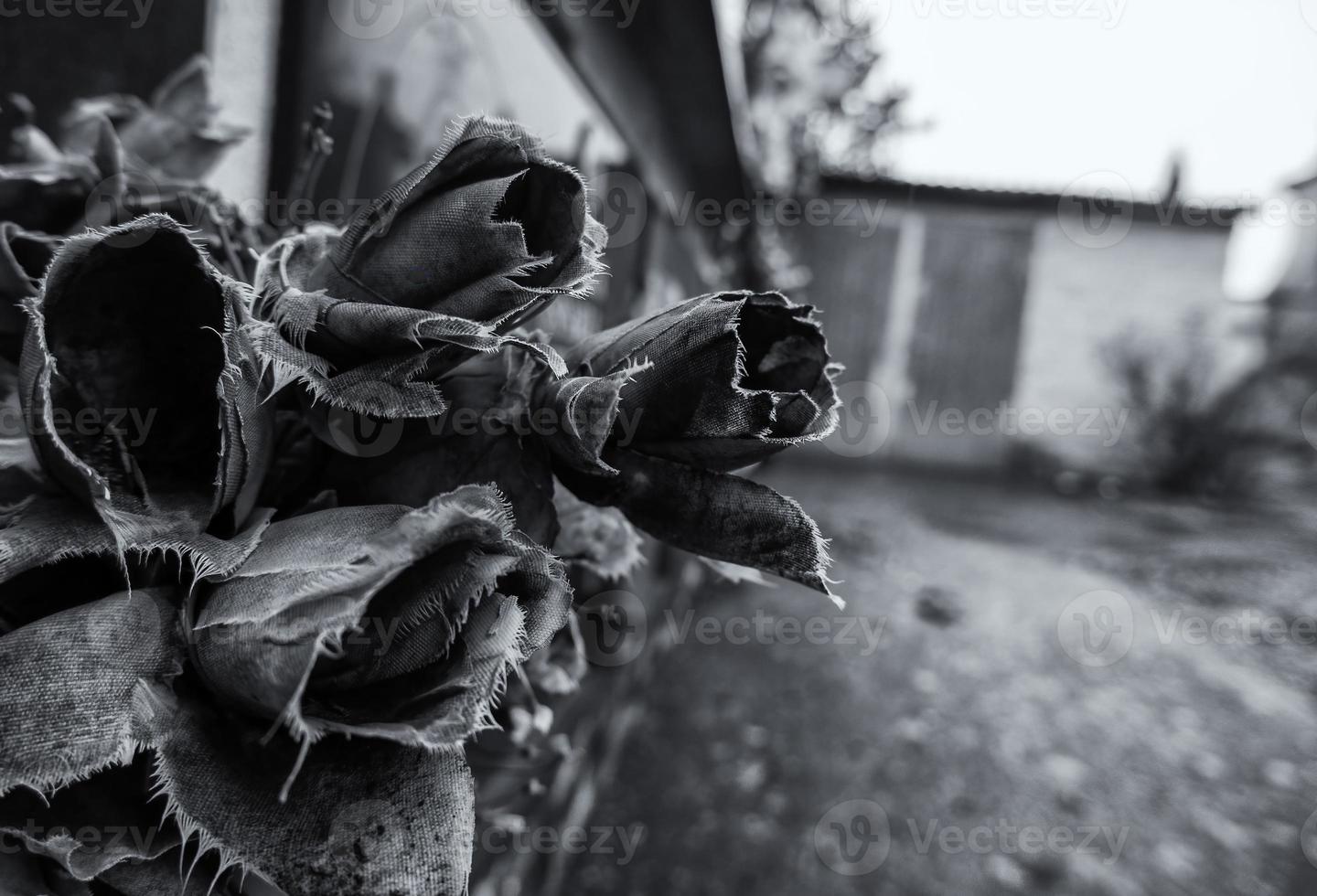 asciutto Rose nel cimitero foto