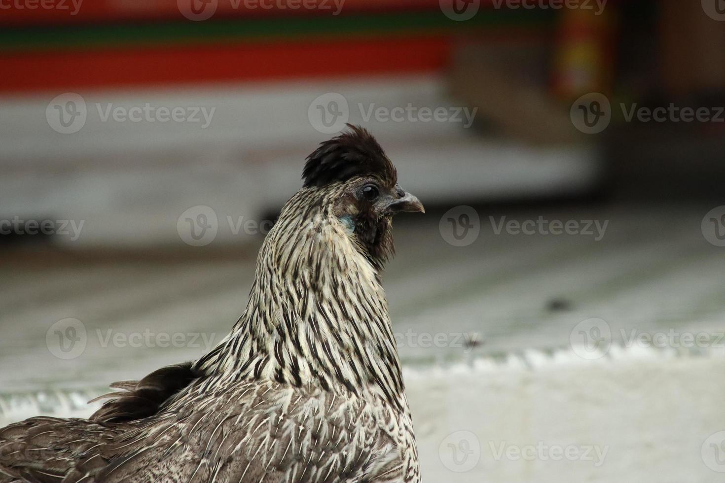 rosso giungla pollame pollo Gallo nel un' parco azienda agricola foto