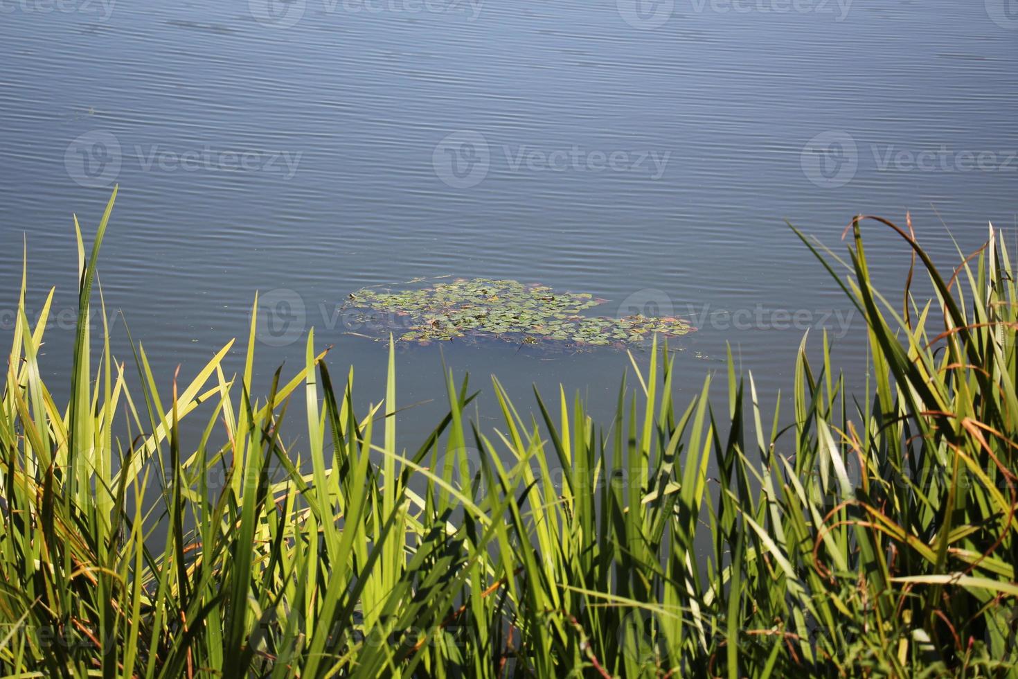 nel un' parco su il sponde di lago garda nel Italia. foto