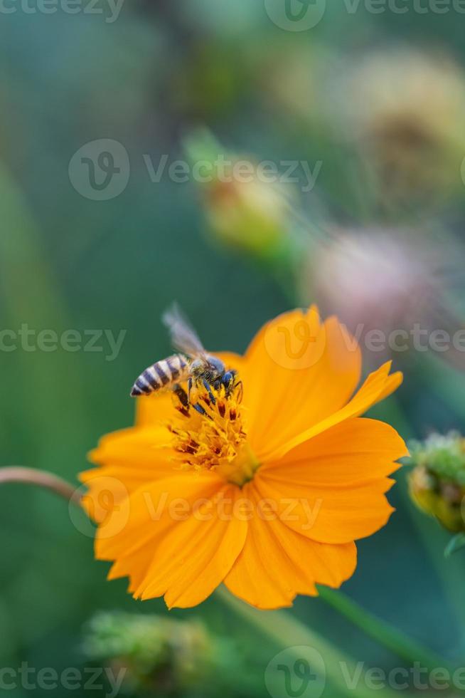 cosmo fiore, natura all'aperto primavera fioritura foto