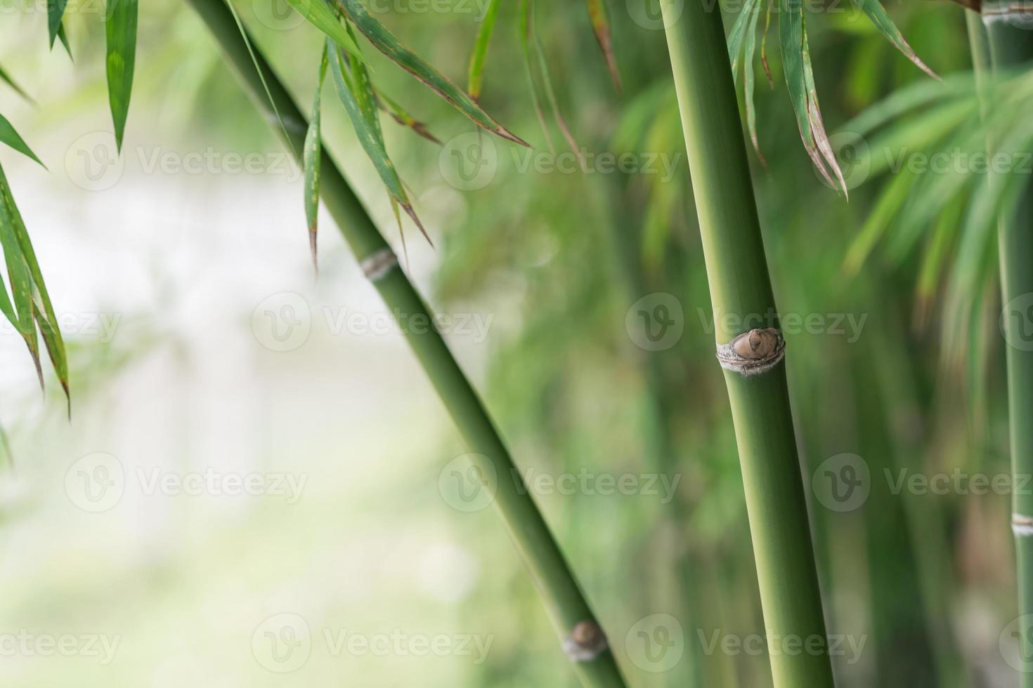 sfondo albero di bambù foto