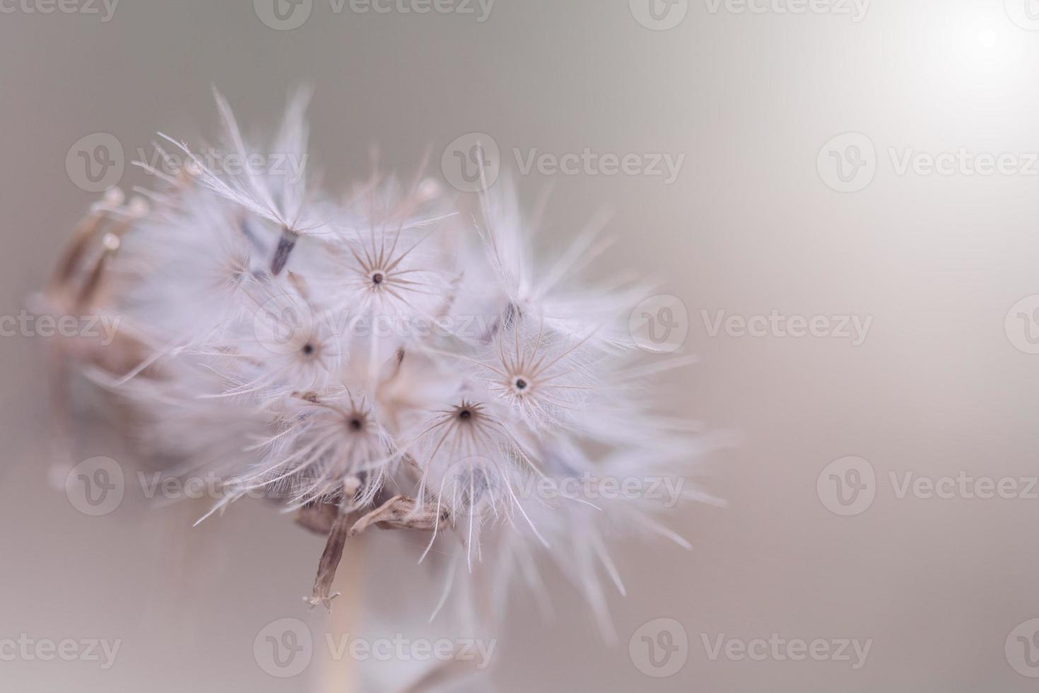 fiori di prato in una morbida luce calda. sfondo naturale sfocato paesaggio autunnale vintage. foto