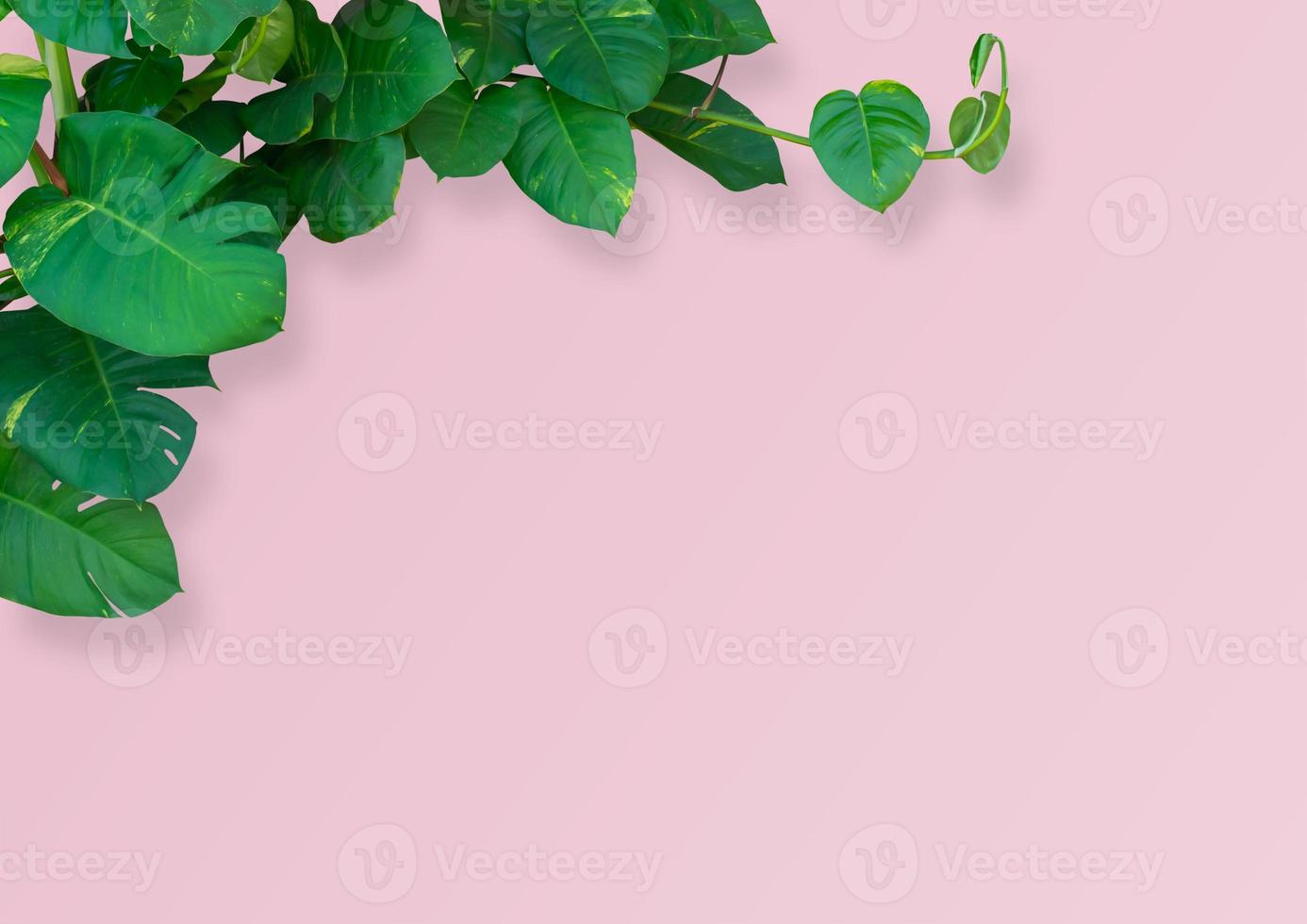 Monstera foglia pianta isolato su rosa sfondo con ritaglio sentiero. foto
