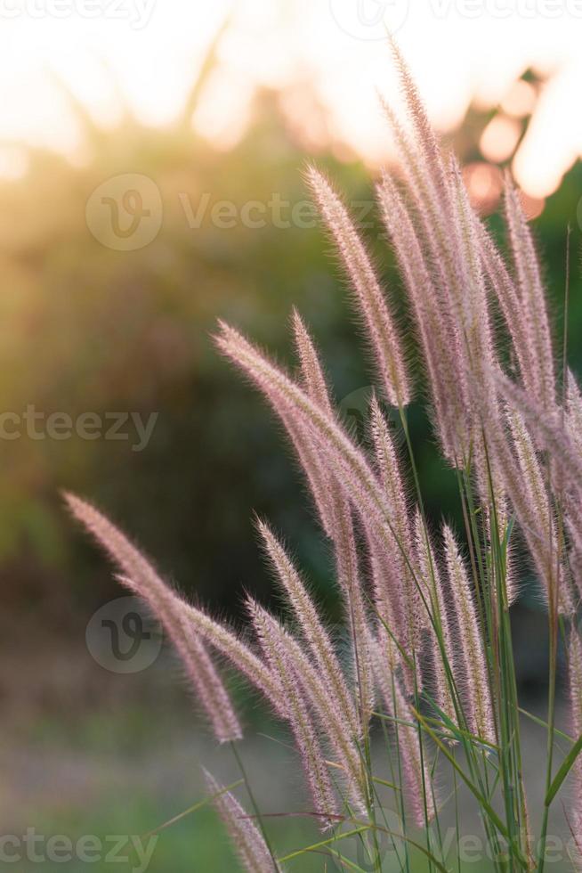 fiori di prato in una morbida luce calda. sfondo naturale sfocato paesaggio autunnale vintage. foto