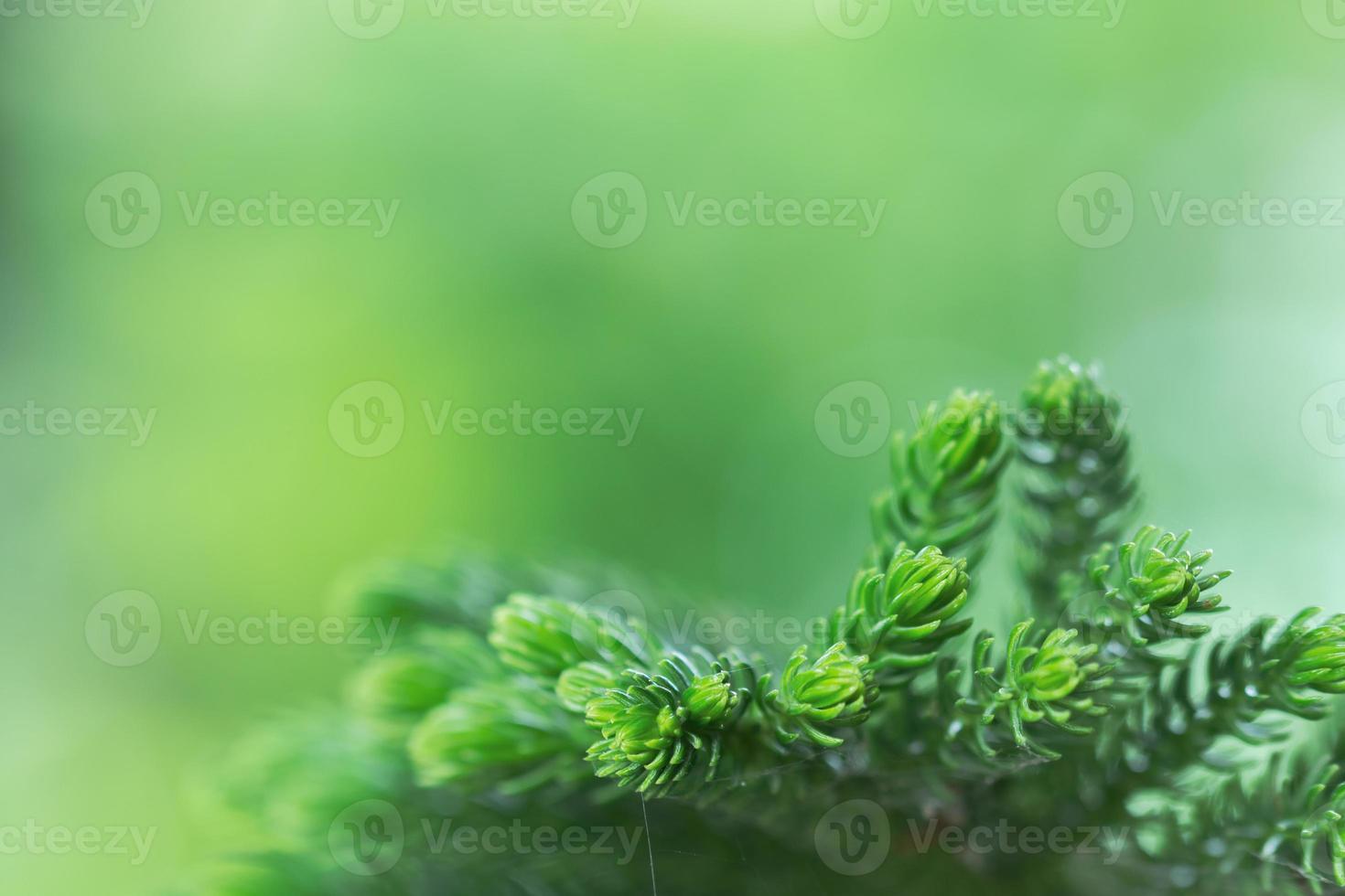sfondo verde le foglie ecologia verde, pulito morbido struttura foto