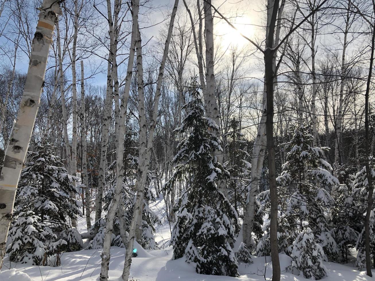 sole attraverso inverno alberi foto