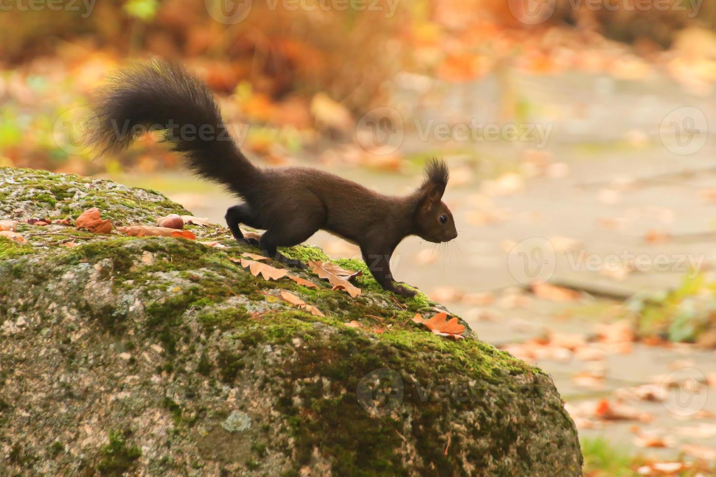 europeo rosso scoiattolo mangiare noccioline nel il parco foto