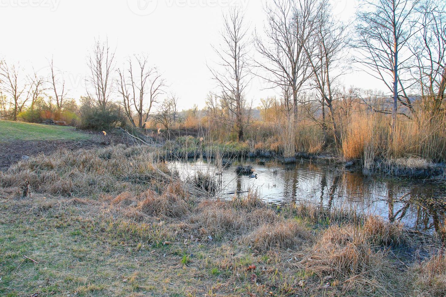 autunno lago con asciutto canne foto