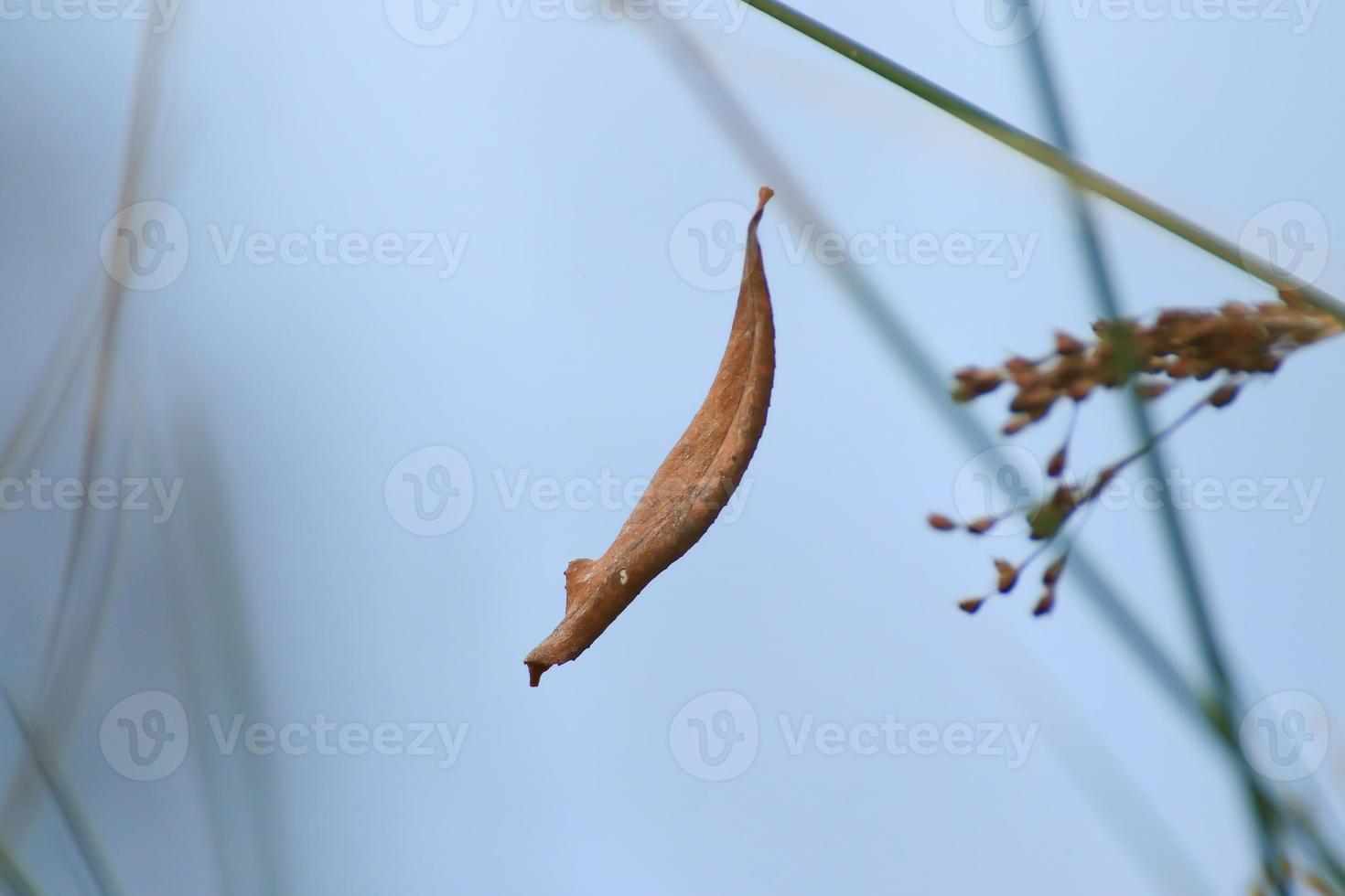 secco Marrone autunno foglia galleggiante fra vegetazione foto