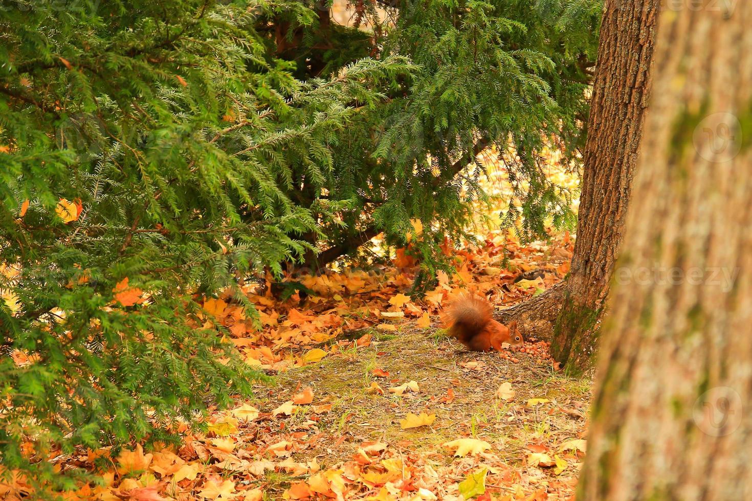 ritratto di eurasiatico rosso scoiattolo arrampicata su albero e mangiare ghianda foto