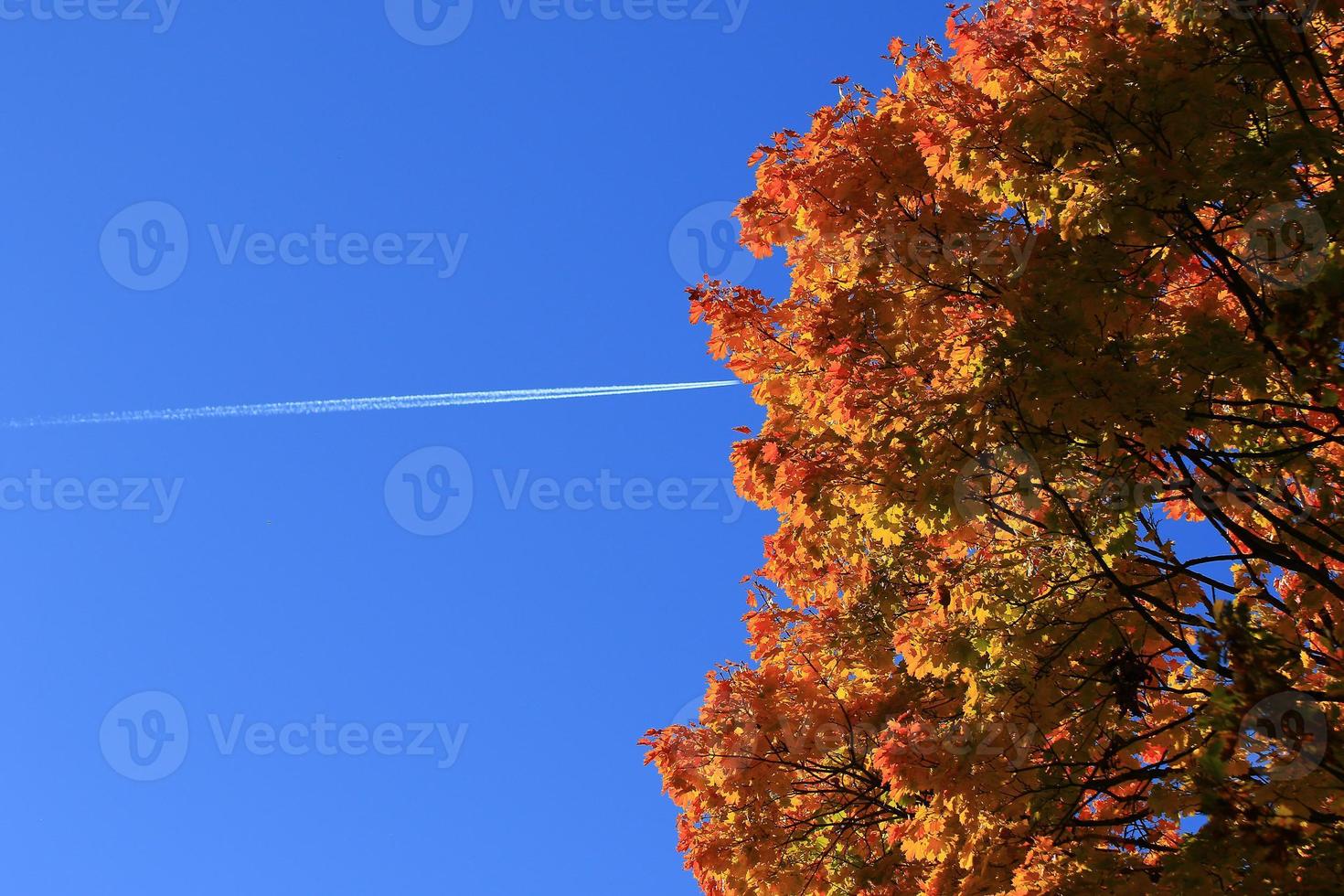 bellissimo autunno paesaggio con colorato fogliame nel il parco. foto