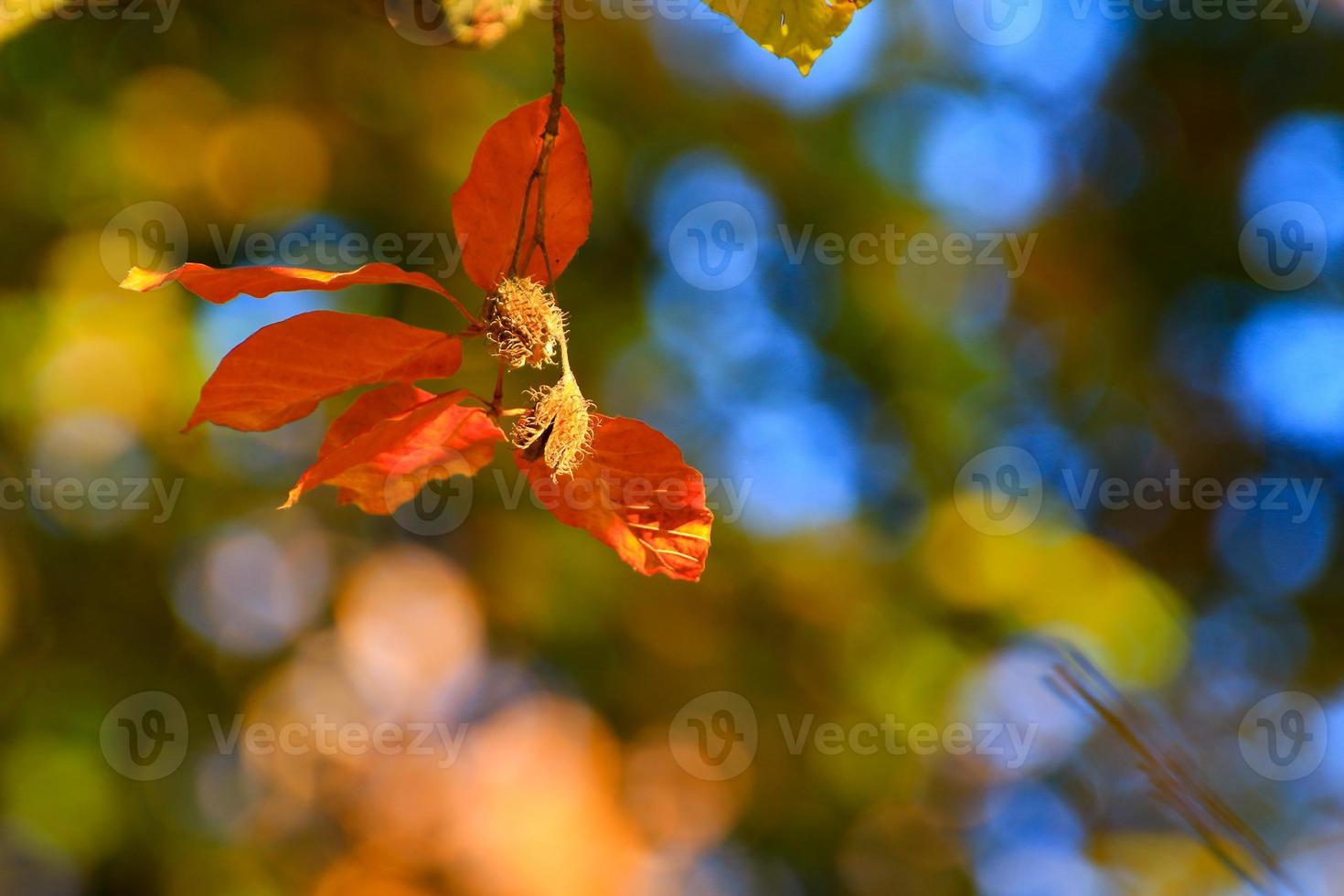 autunno alberi e le foglie con colorato fogliame nel il parco. foto