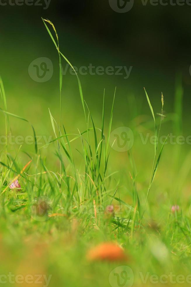 erba e vegetazione su il campo nel autunno stagione foto