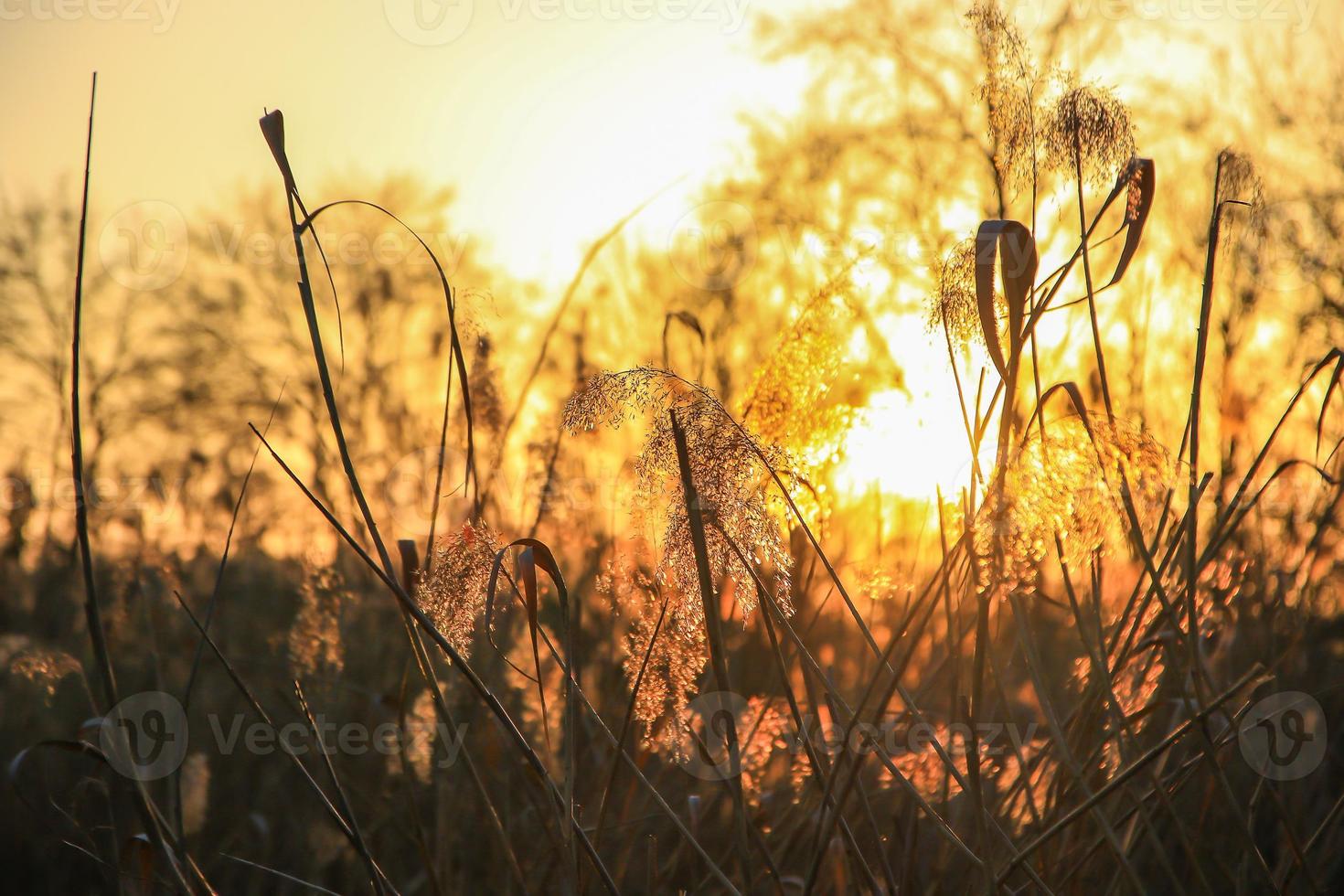 autunno d'oro canna erba silhouette contro il sole foto