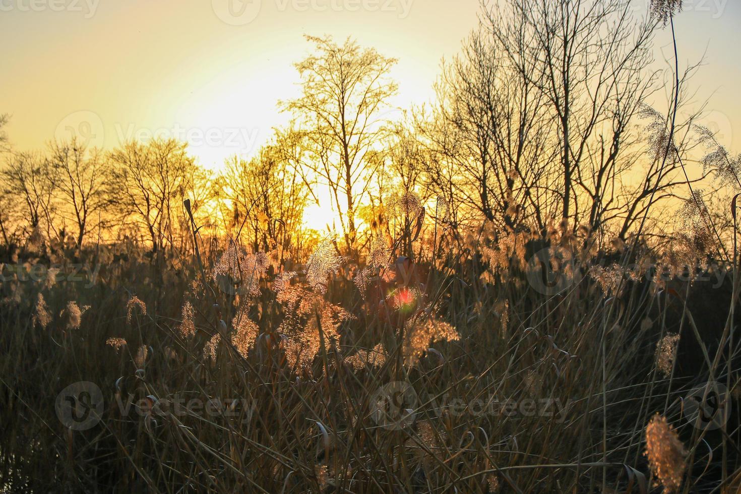 autunno d'oro canna erba silhouette contro il sole foto