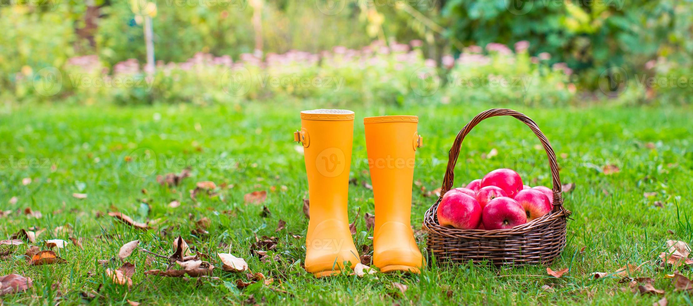 avvicinamento di giallo gomma da cancellare stivali e cestino con rosso mele nel il giardino foto