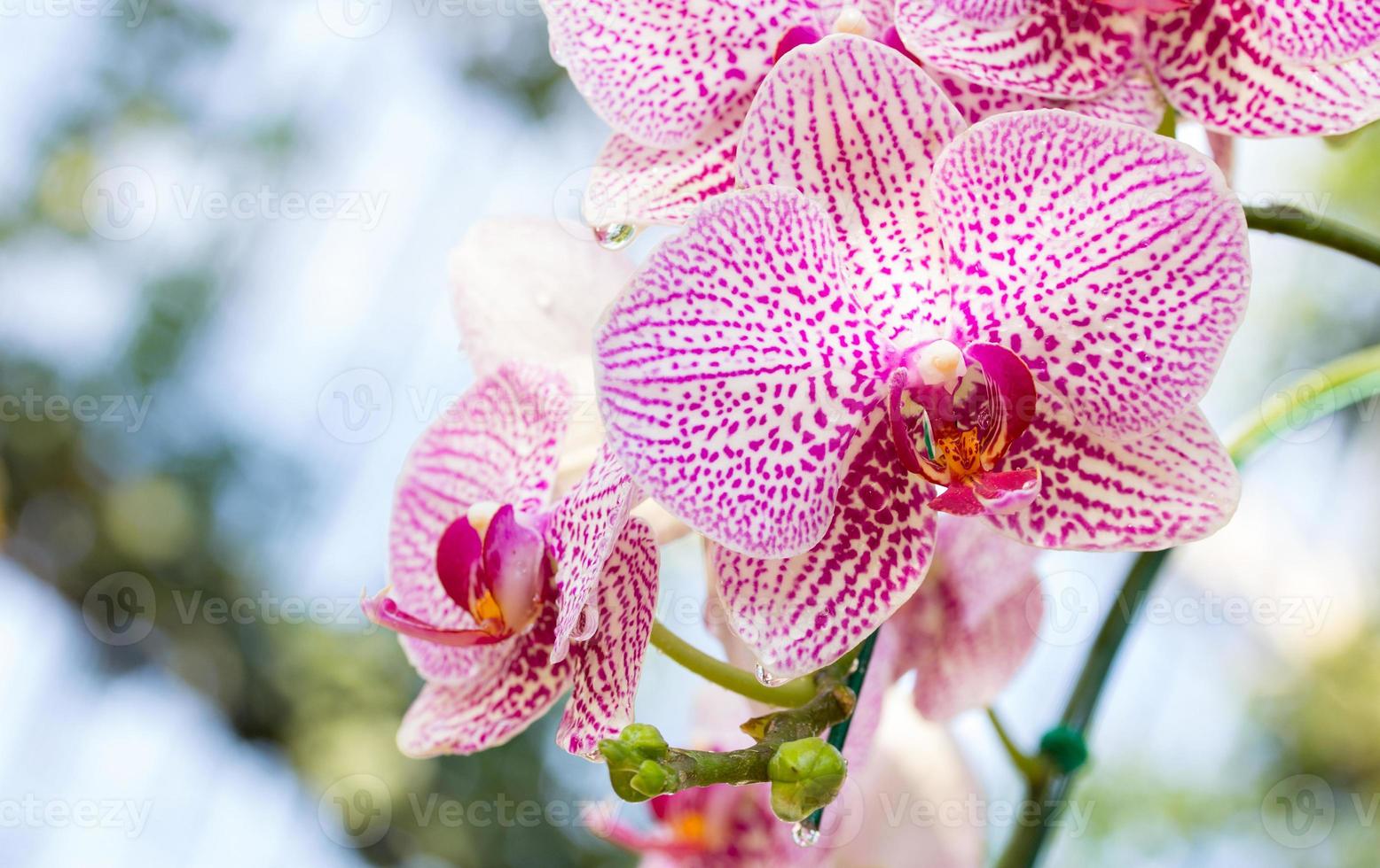 fiore di orchidea phalaenopsis viola foto