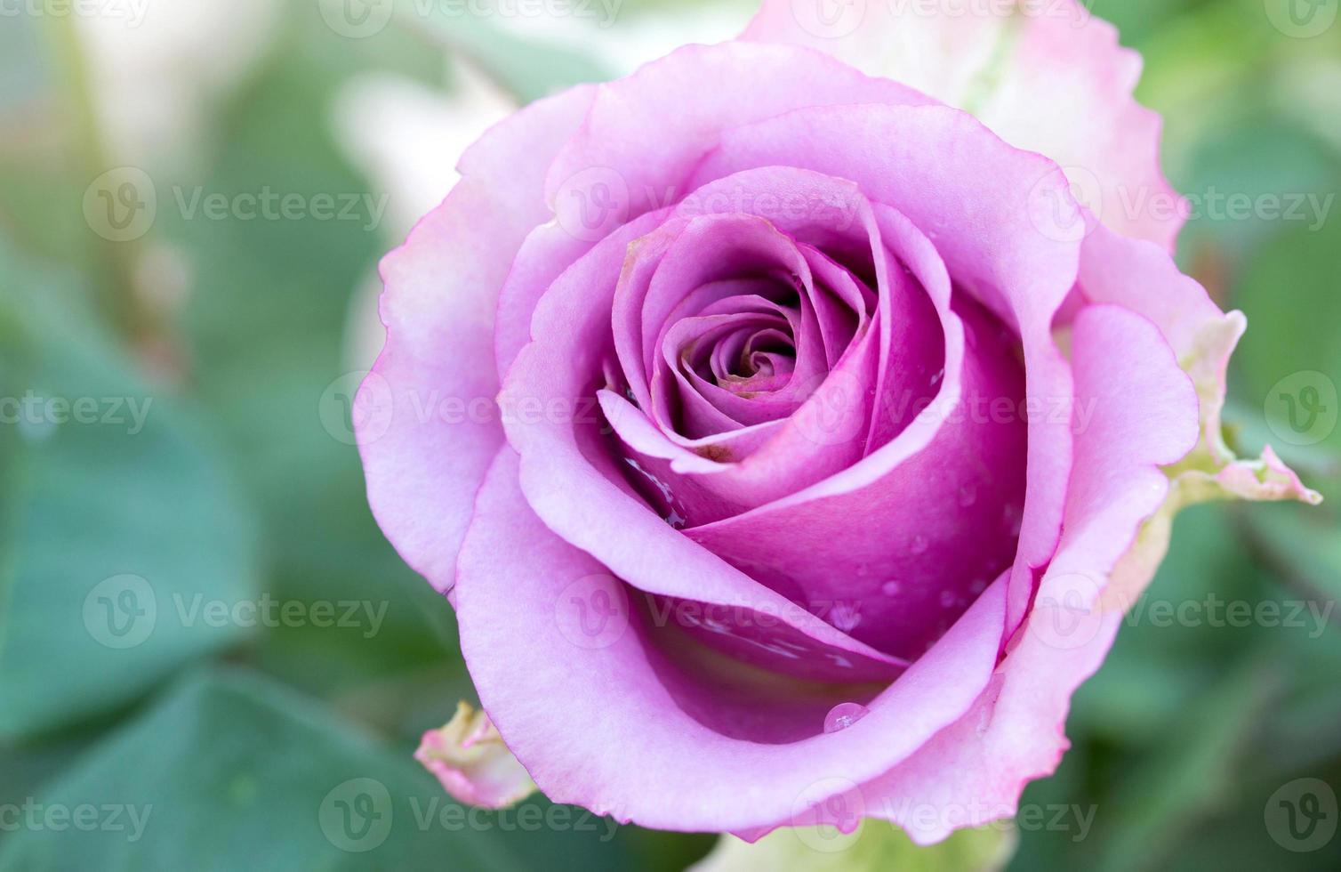 primo piano rosa viola fiore foto