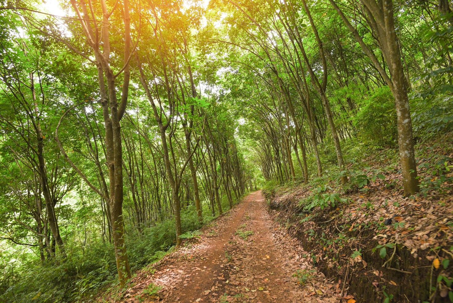 strada su il gomma da cancellare piantagioni con gomma da cancellare albero agricoltura Asia per naturale latice albero nel giardino di Tailandia - rurale strada foto