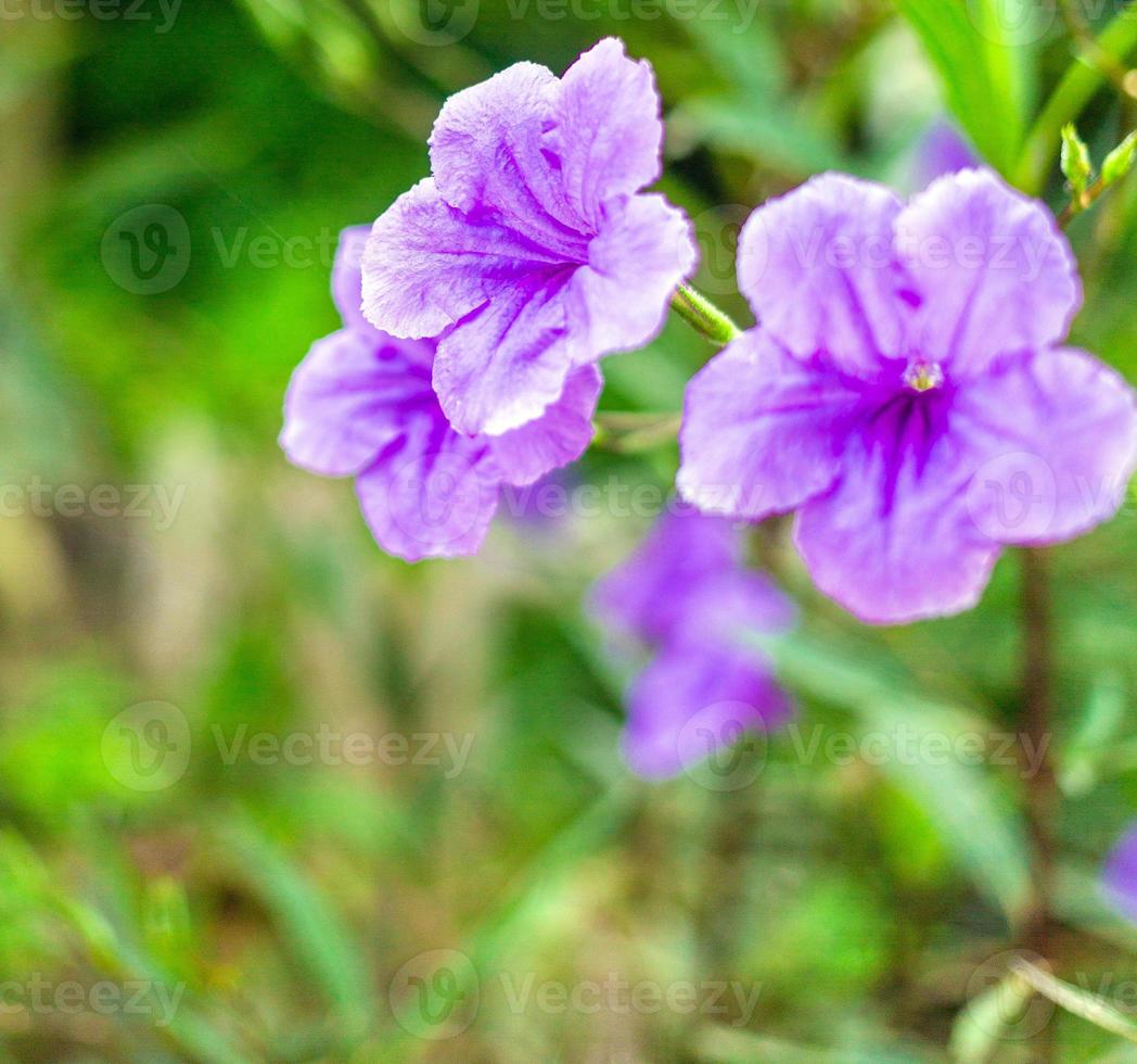 viola ruellia tuberosa fiore bellissimo fioritura fiore verde foglia sfondo. primavera in crescita viola fiori e natura arriva vivo foto