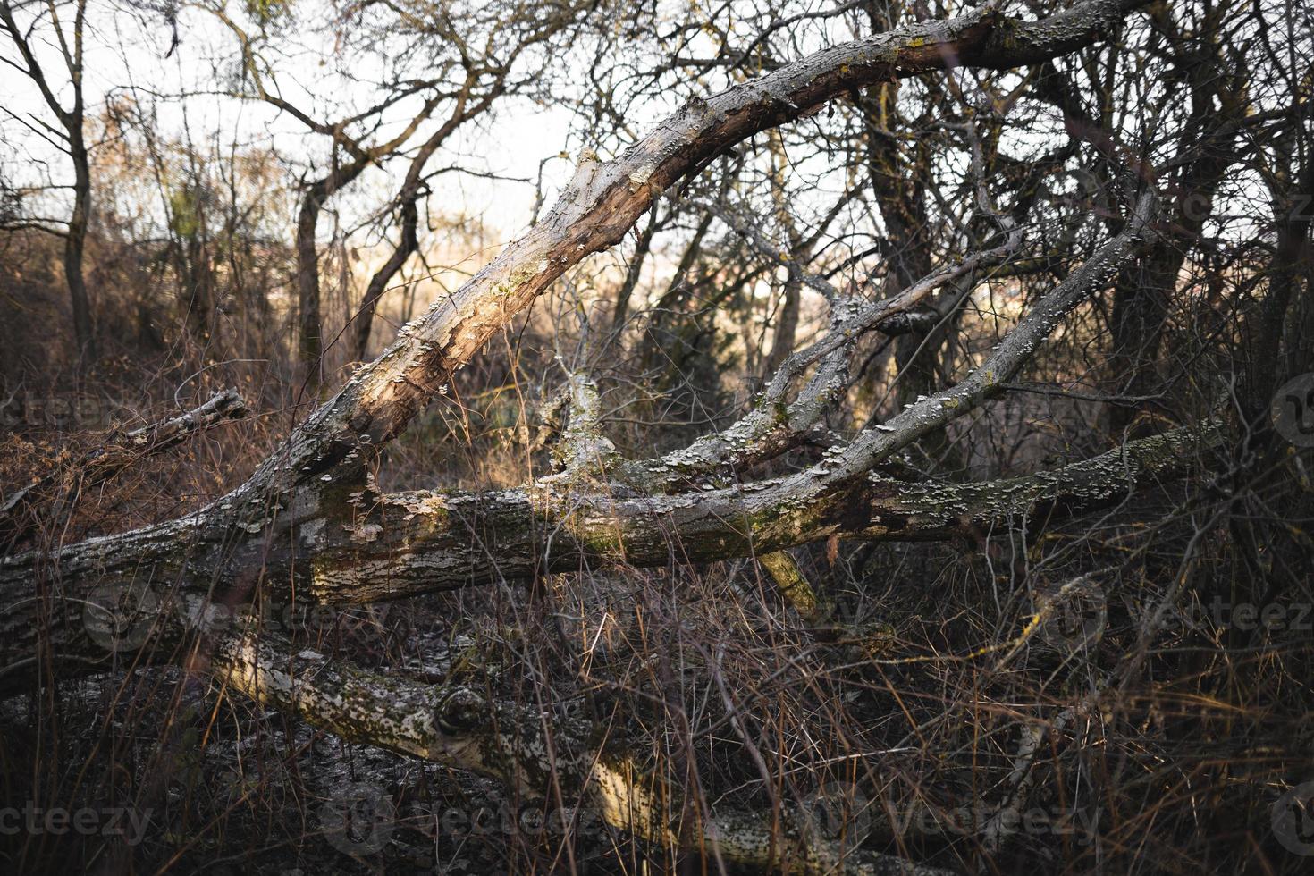 caduto grande asciutto albero nel il foresta foto