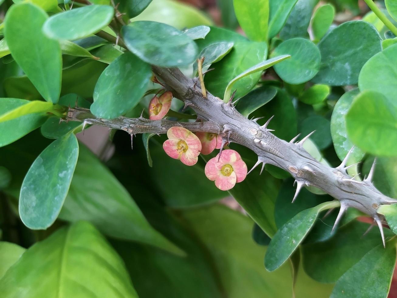 un' carino poco fiore su un' grigio spina ramo. foto