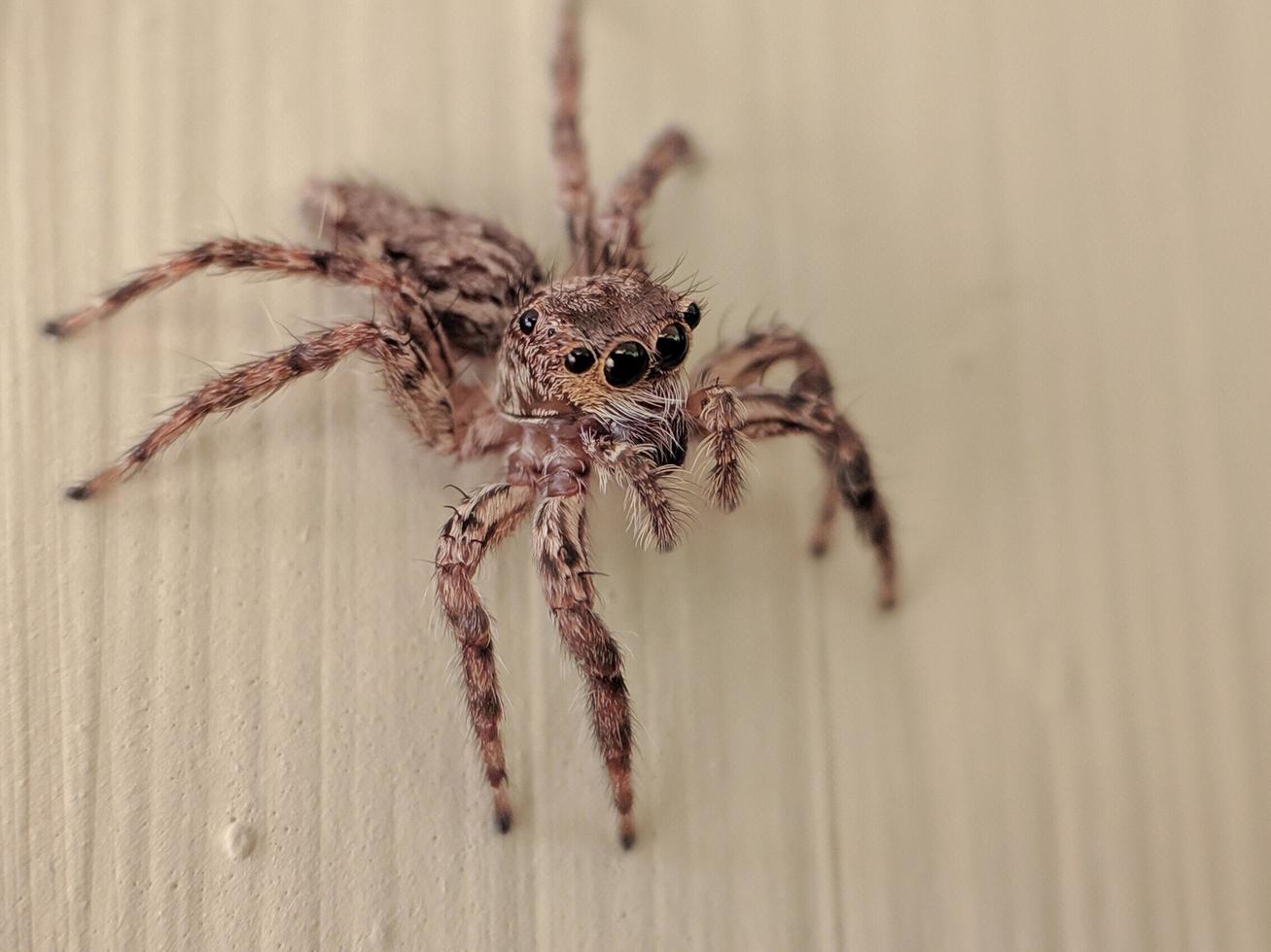 macro tiro di un' piccolo ragno salto su il parete di un' Casa foto