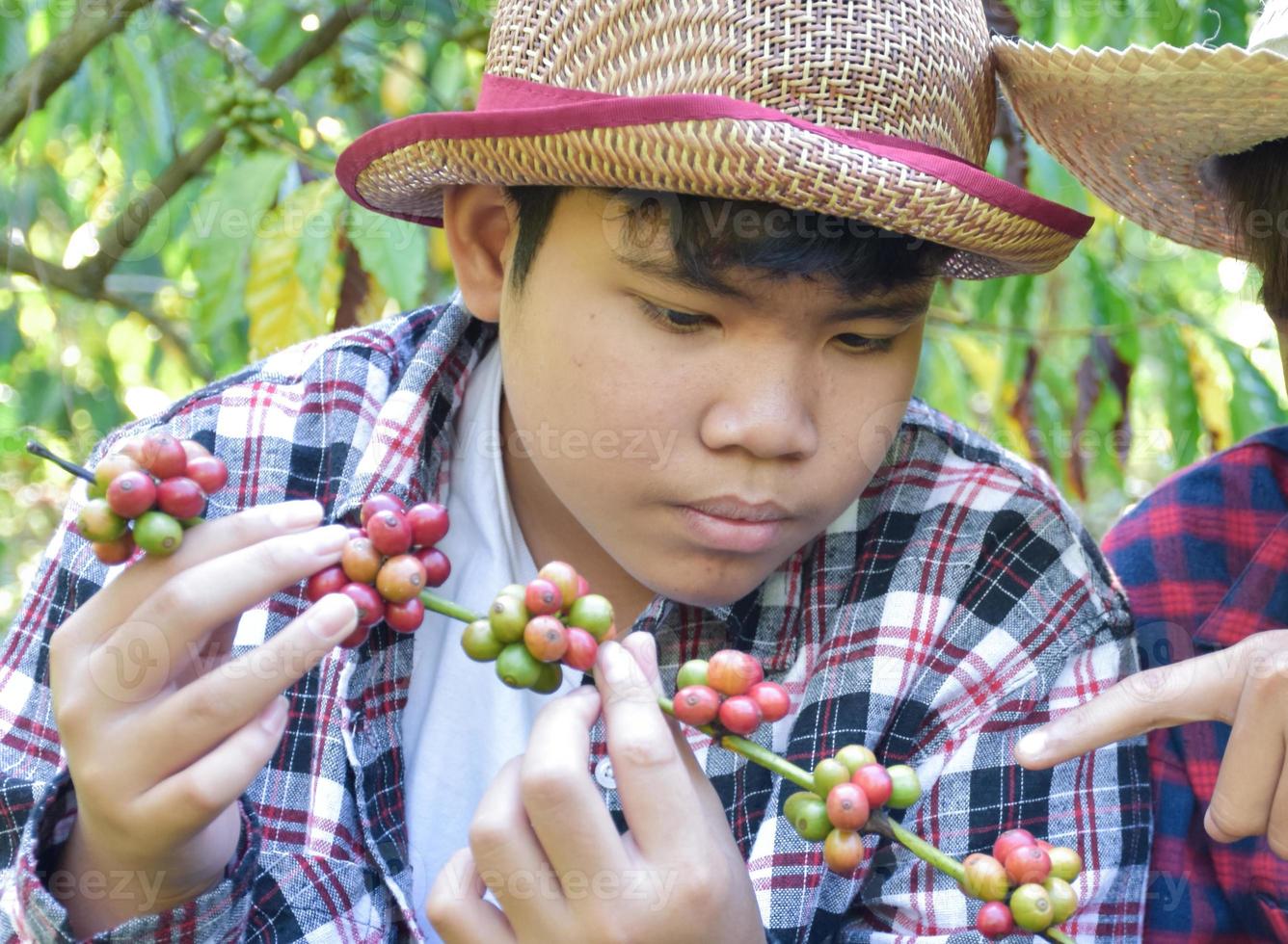 ritratto giovane asiatico caffè agricoltori hold mazzo di maturo caffè ciliegie per studia e per memorizzare in crescita dati e raccolta stagione a loro proprio caffè giardino, morbido e selettivo messa a fuoco su caffè agricoltori. foto