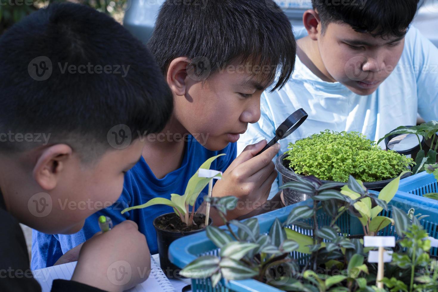 gruppo di giovane asiatico ragazzo detiene ingrandimento bicchiere e in vaso impianti e guardare attraverso il lente per studia pianta specie e fare progetto opera, all'aperto aula apprendimento concetto, morbido e selettivo messa a fuoco. foto