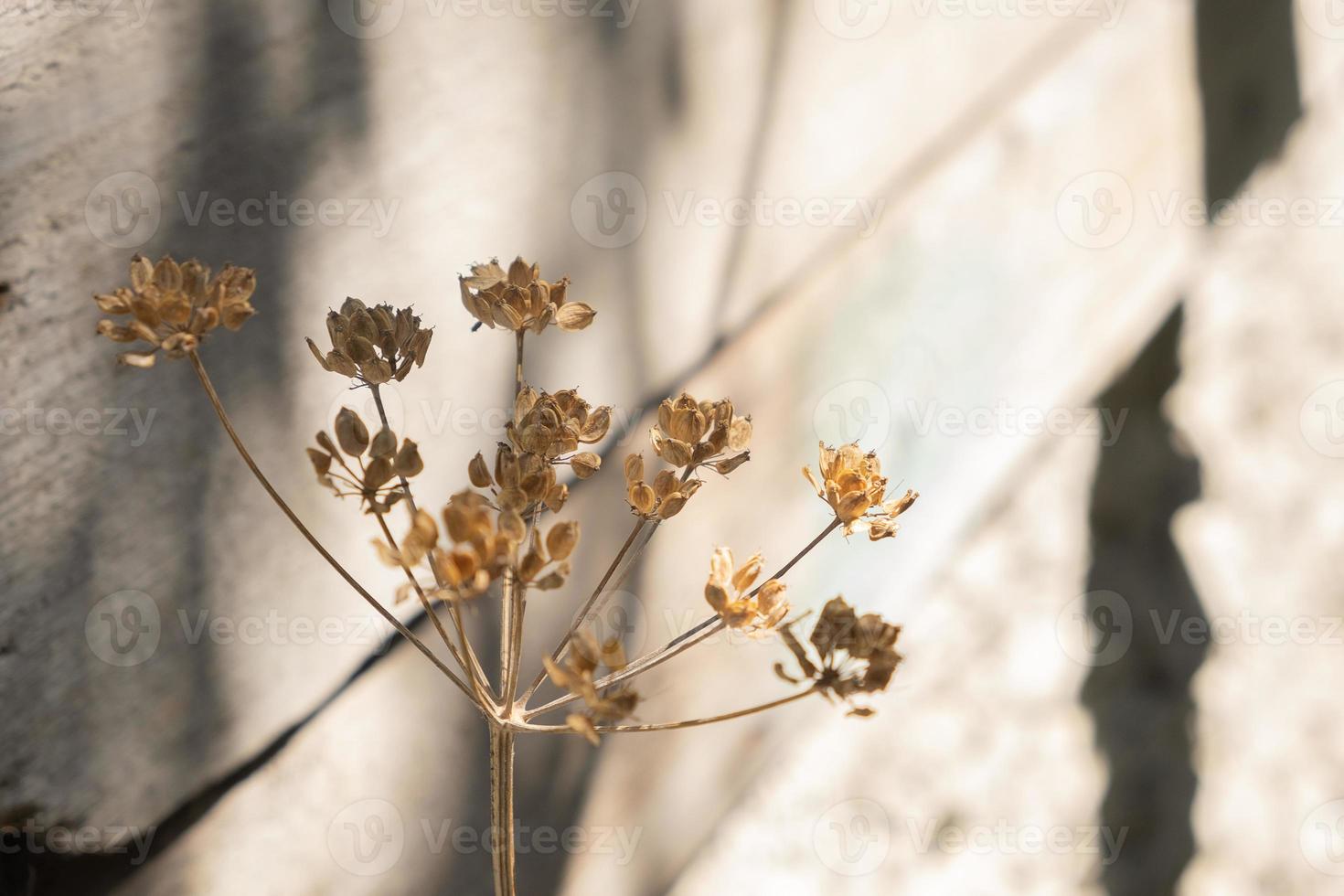 asciutto pianta con seme avvicinamento. beige colore natura sfondo foto