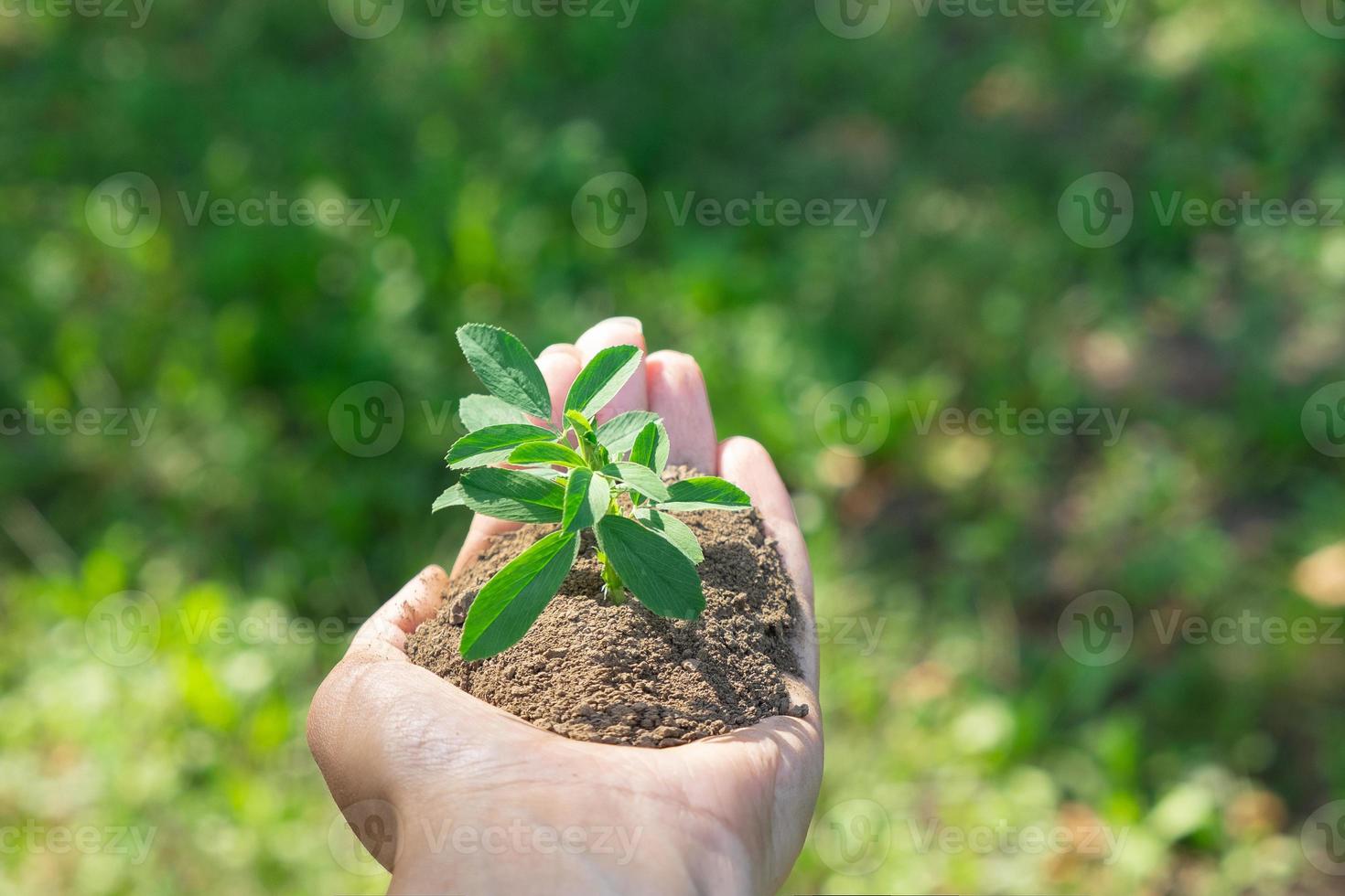 un' pianta nel mani su un' verde sfondo. ecologia e giardinaggio concetto. natura sfondo foto