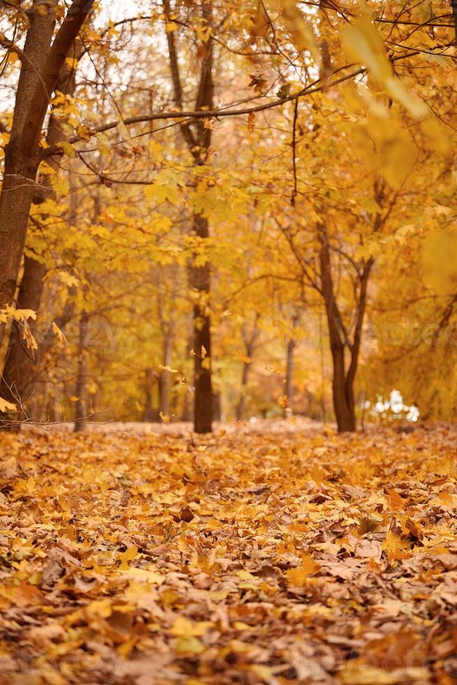 autunno parco con alberi e cespugli, giallo le foglie su il terra e su il rami. idilliaco scena foto